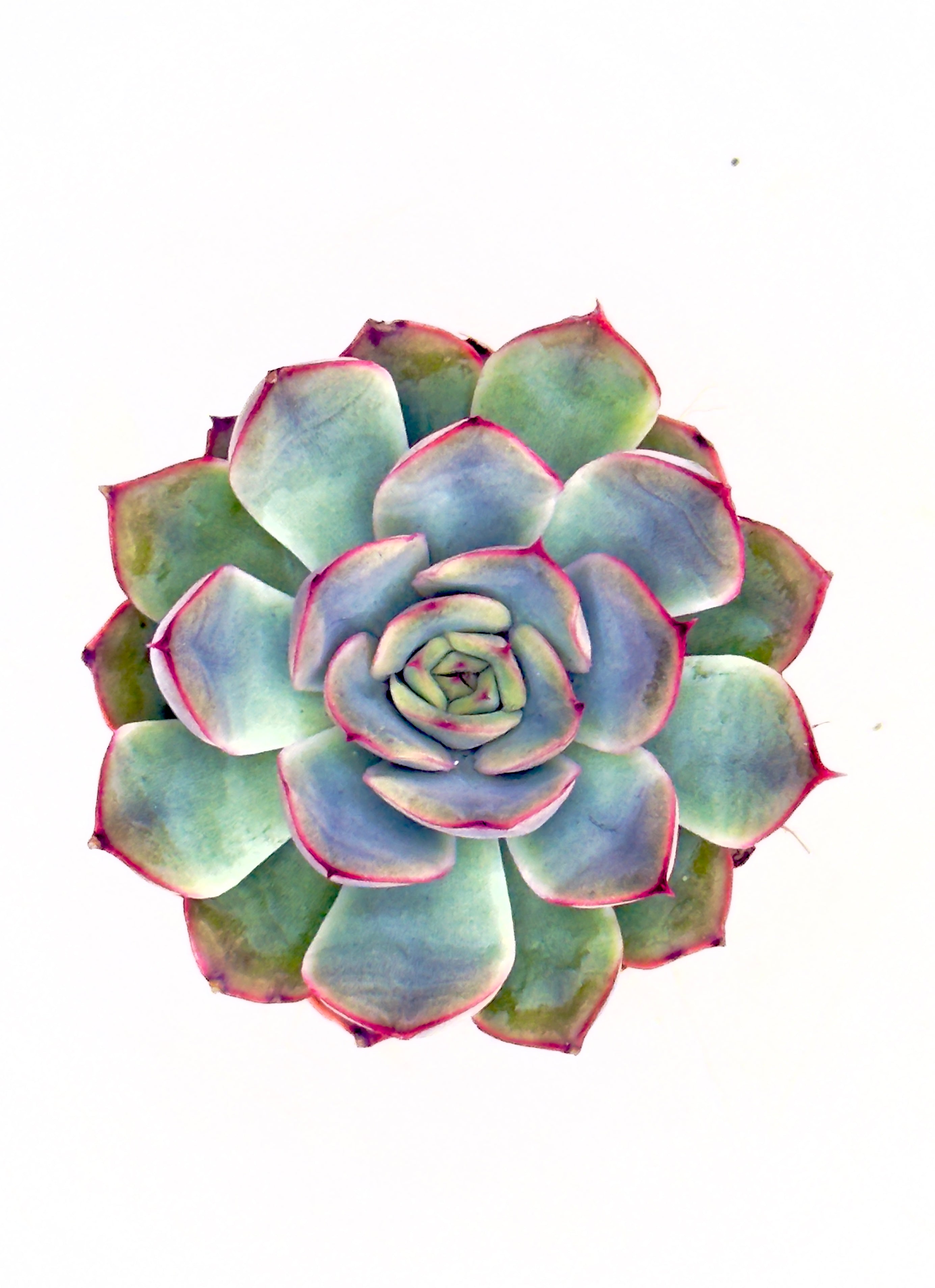 Baby Plant Echeveria &