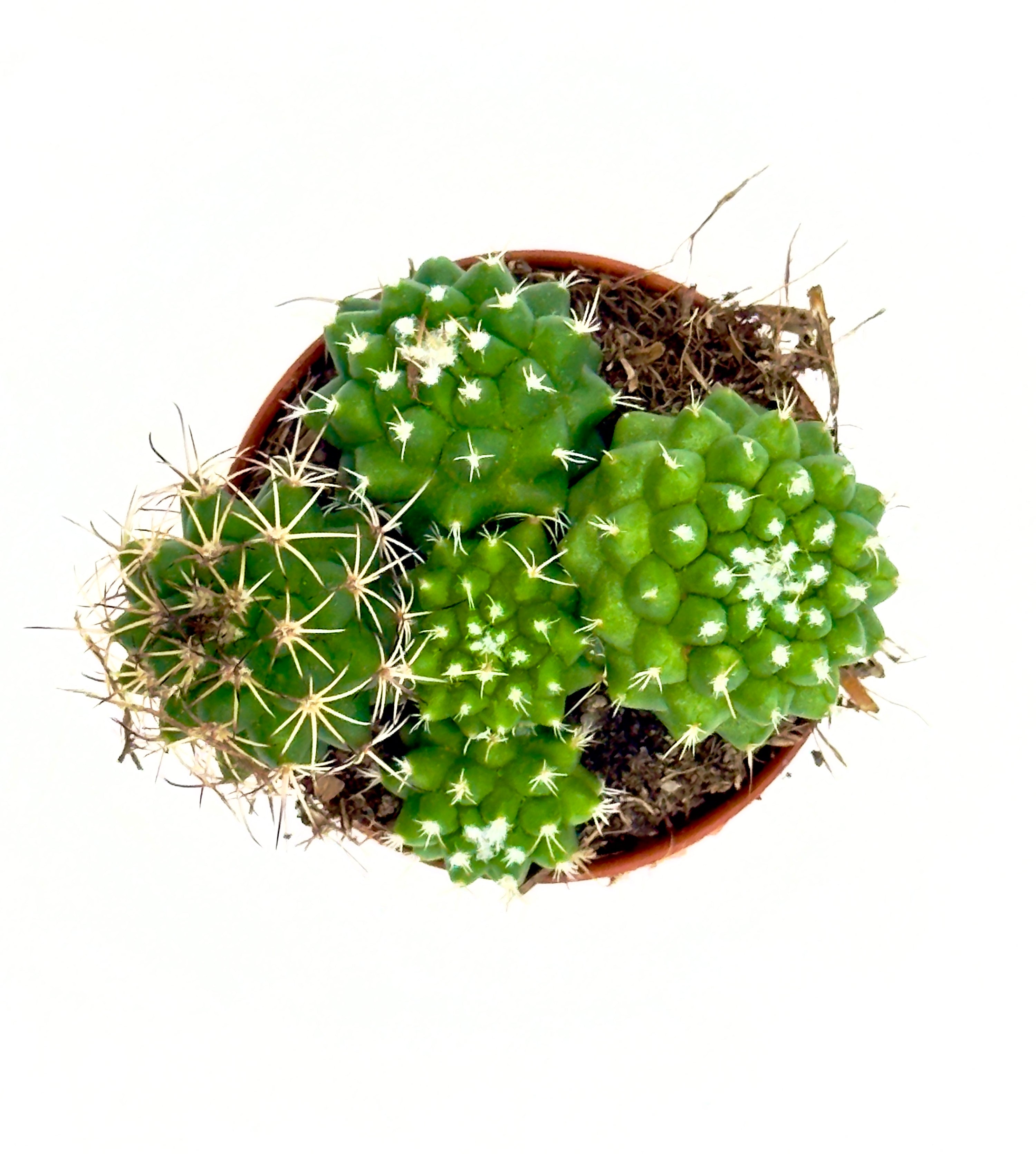 Mammillaria polythele &