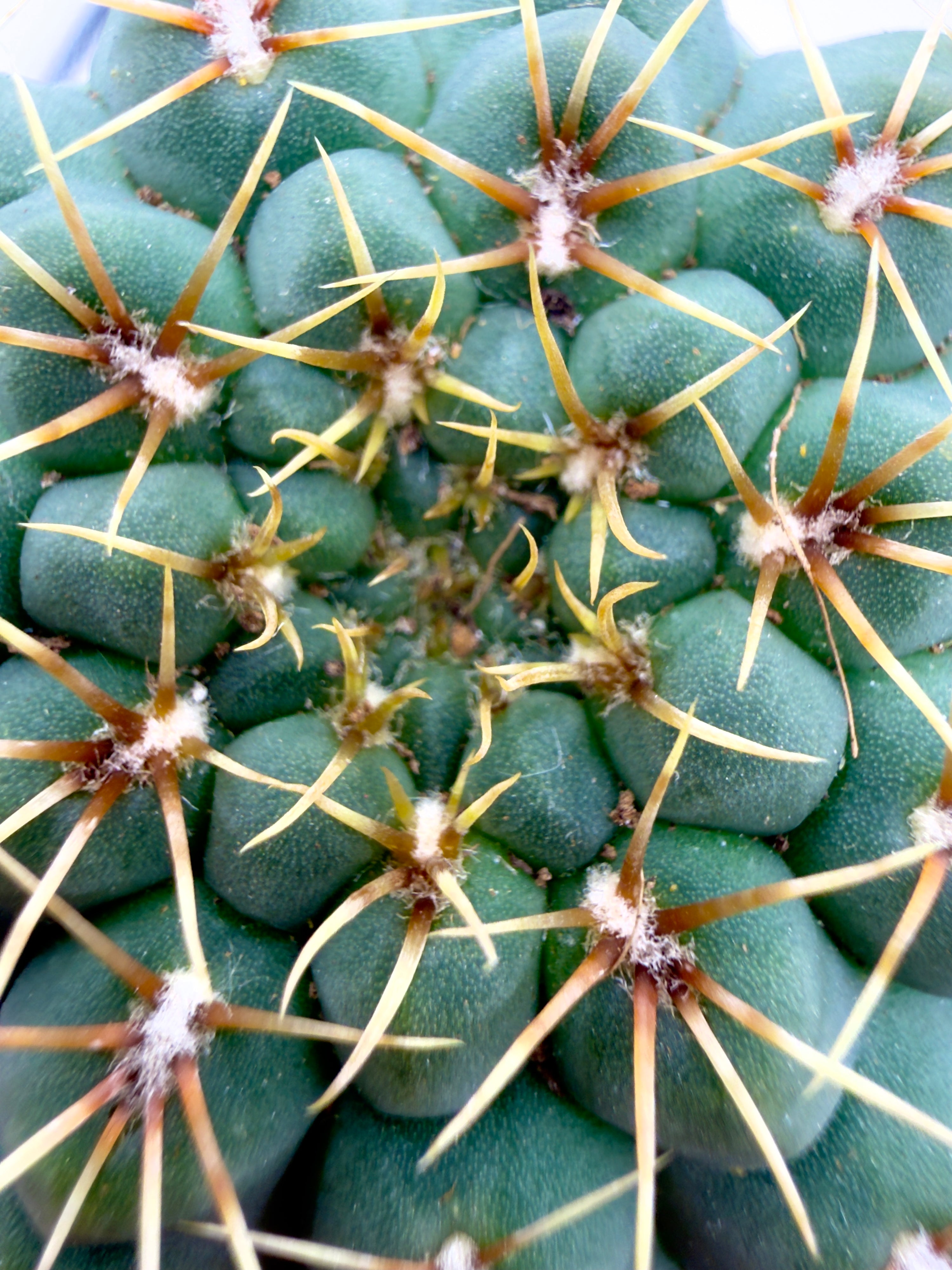 Gymnocalycium quehlianum - Il Fascino delle Geometrie Disegnate (Vaso 5,5 cm) 🌵🌸
