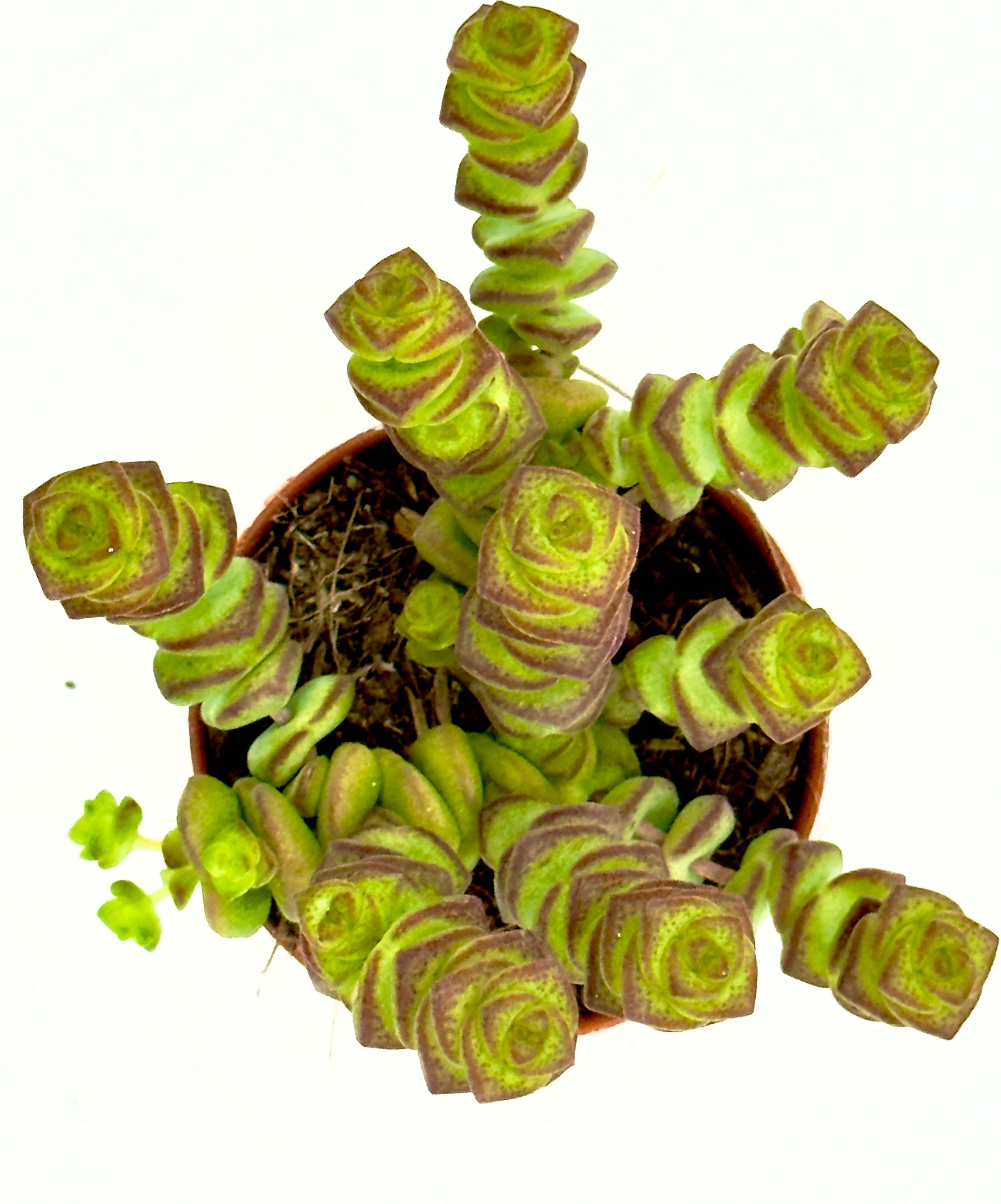 Crassula &