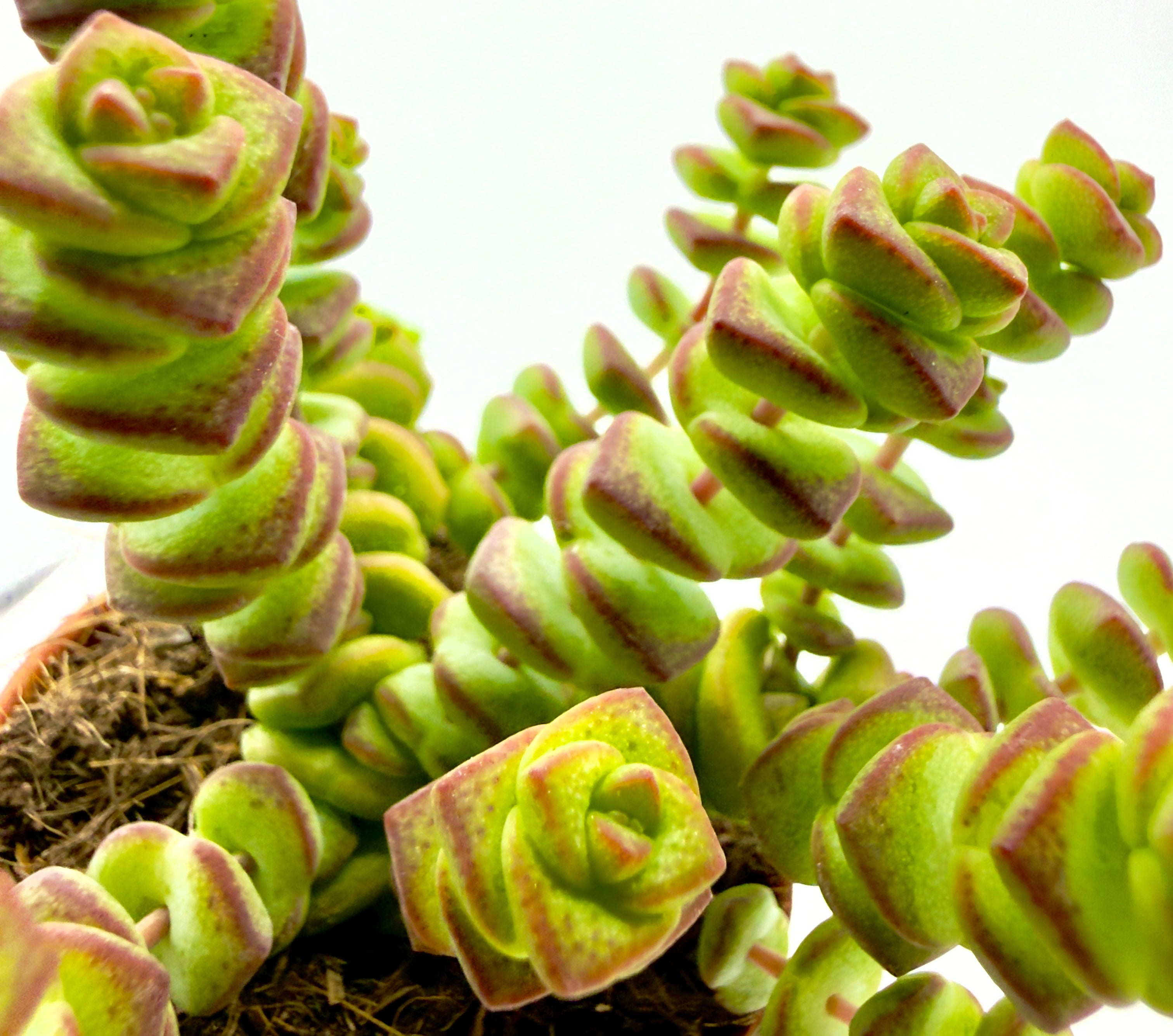 Crassula &