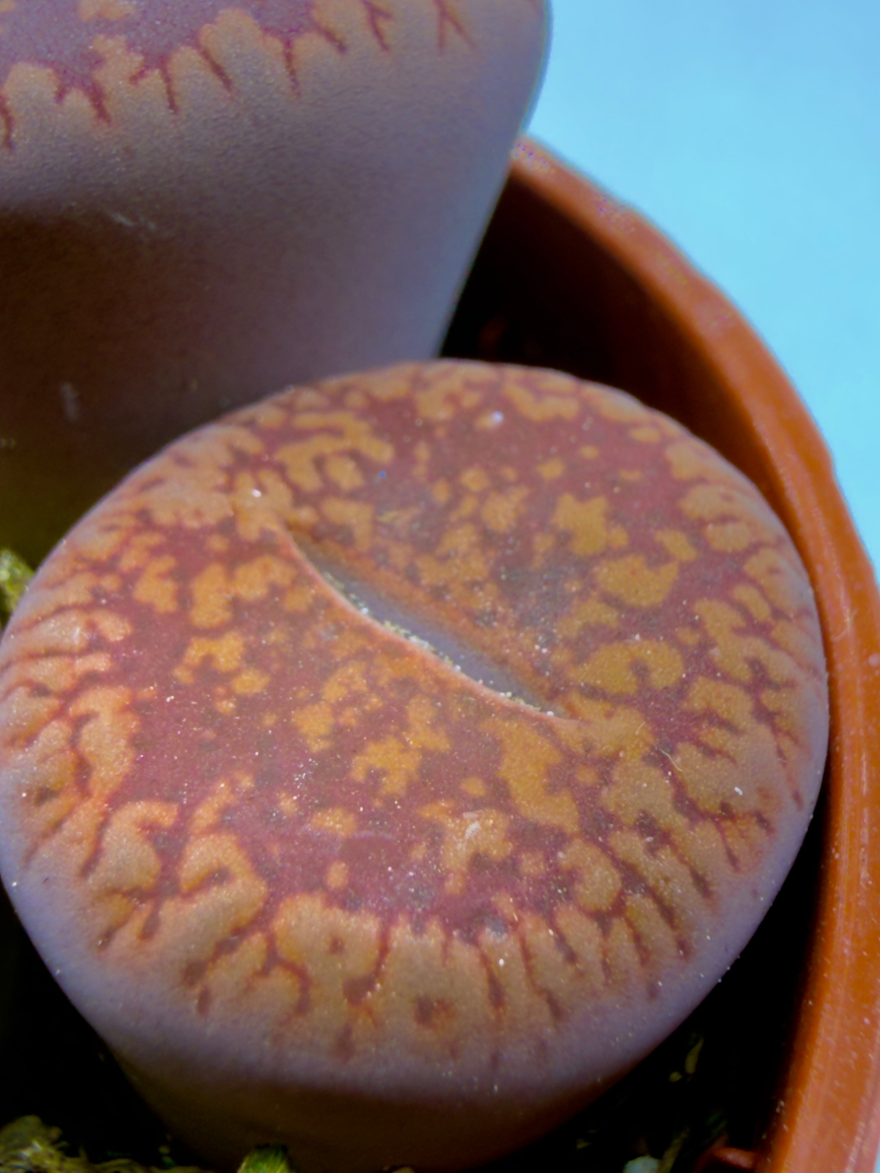 Lithops sp. - I Sassi Viventi della Natura (Vaso 5,5 cm) 🌵🪨