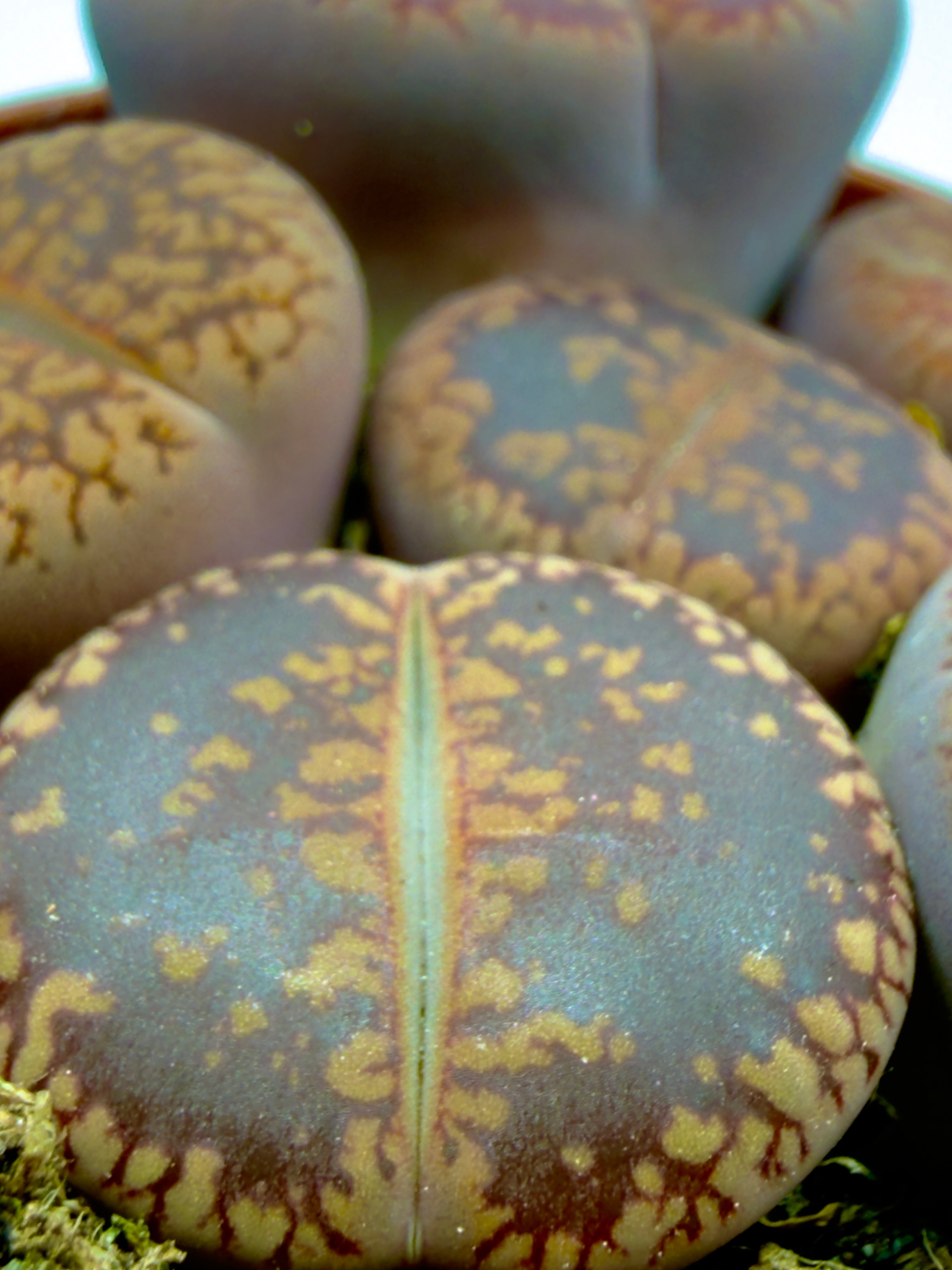 Lithops sp. - I Sassi Viventi della Natura (Vaso 5,5 cm) 🌵🪨