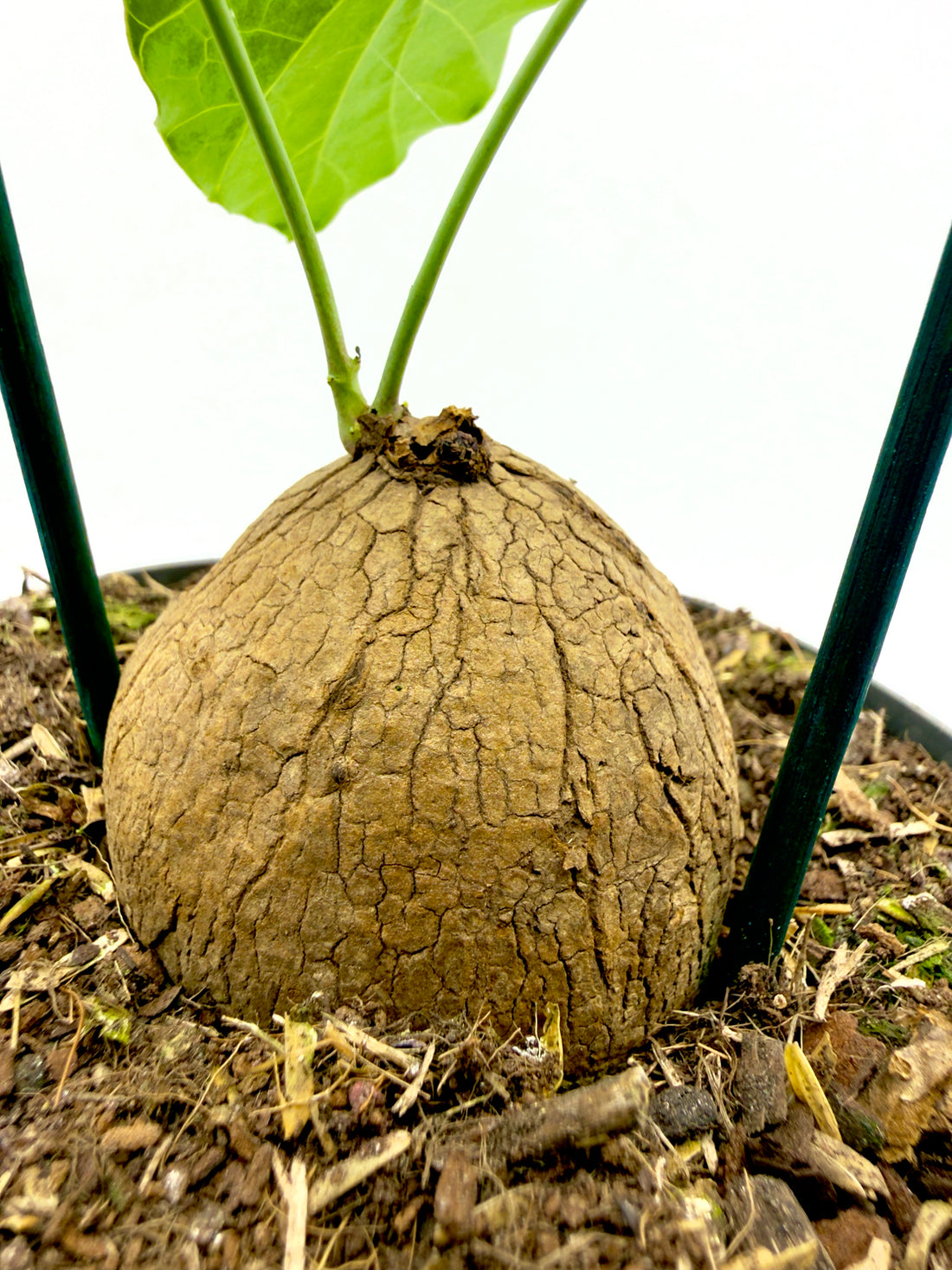Stephania erecta pierrei - Il Fascino del Bulbo Antico (Vaso 12 cm) 🍃✨