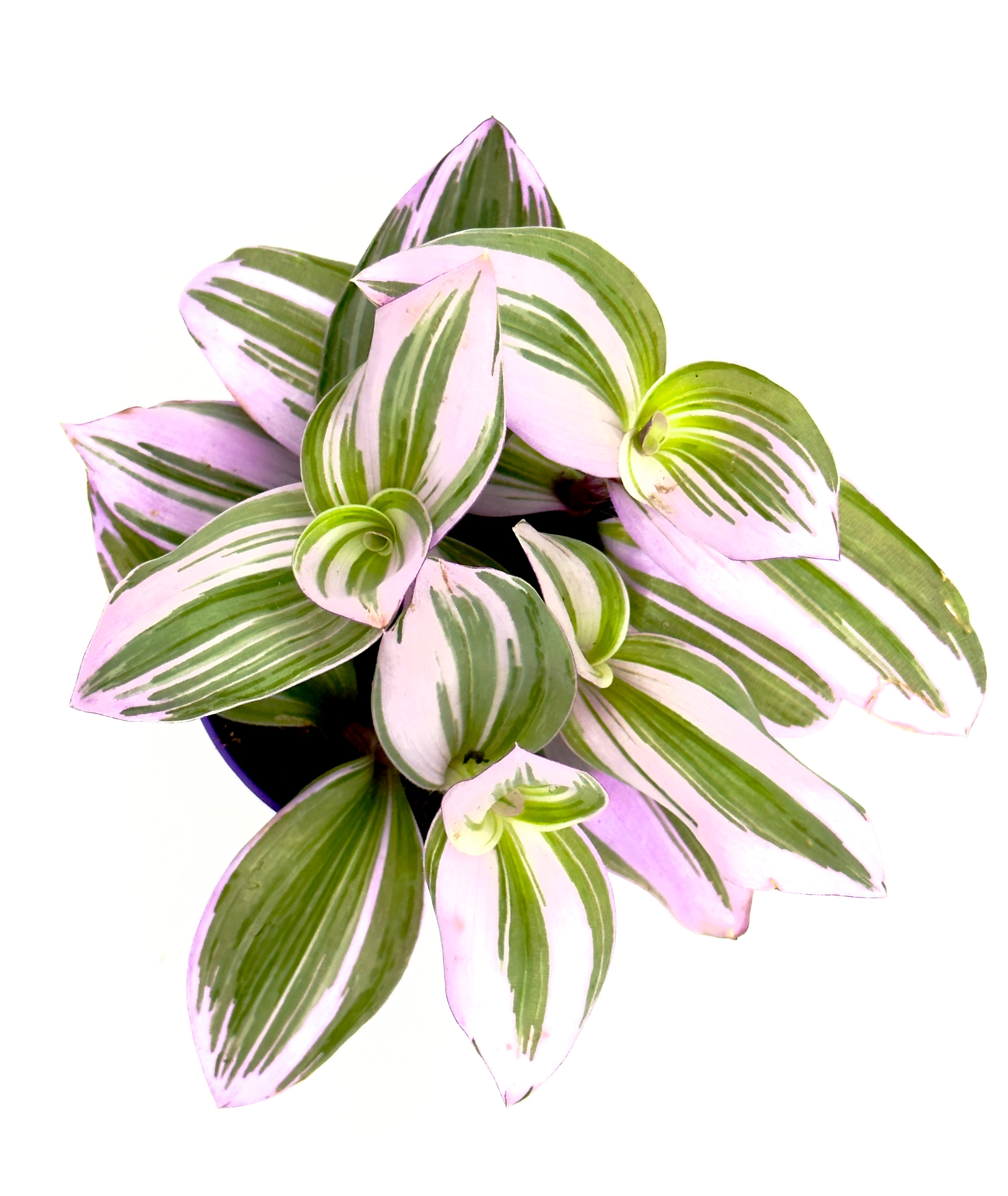 Tradescantia &