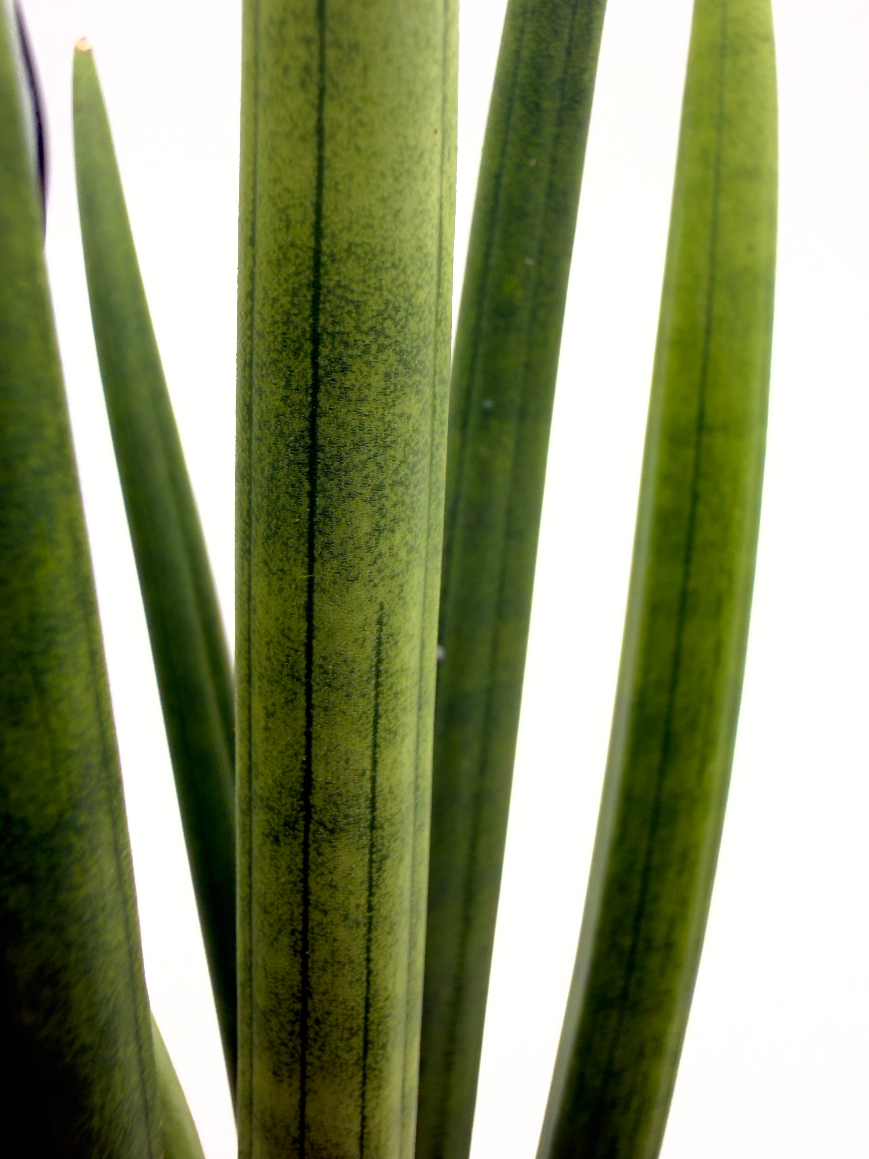Sansevieria cylindrica &