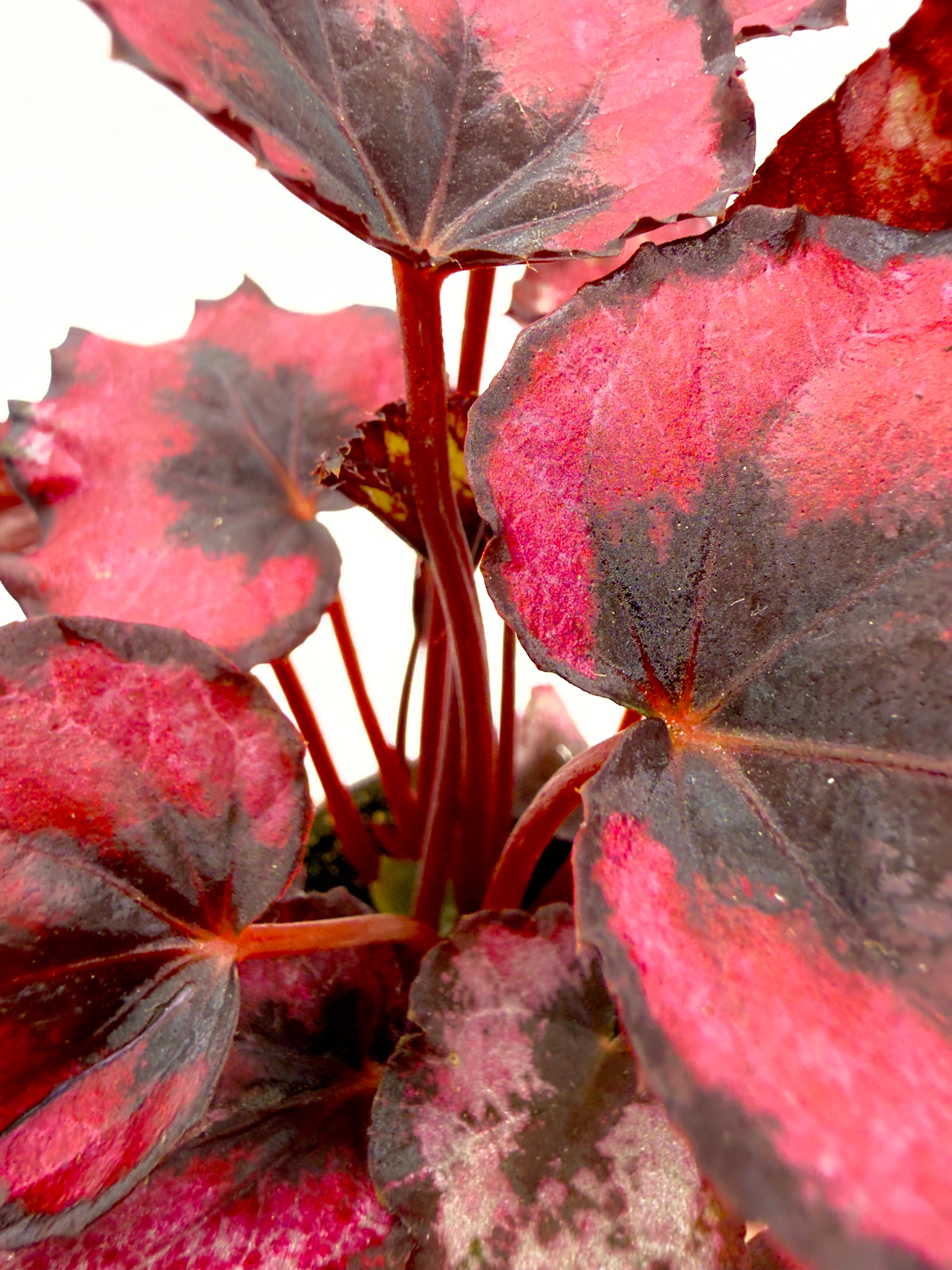 Begonia rex &