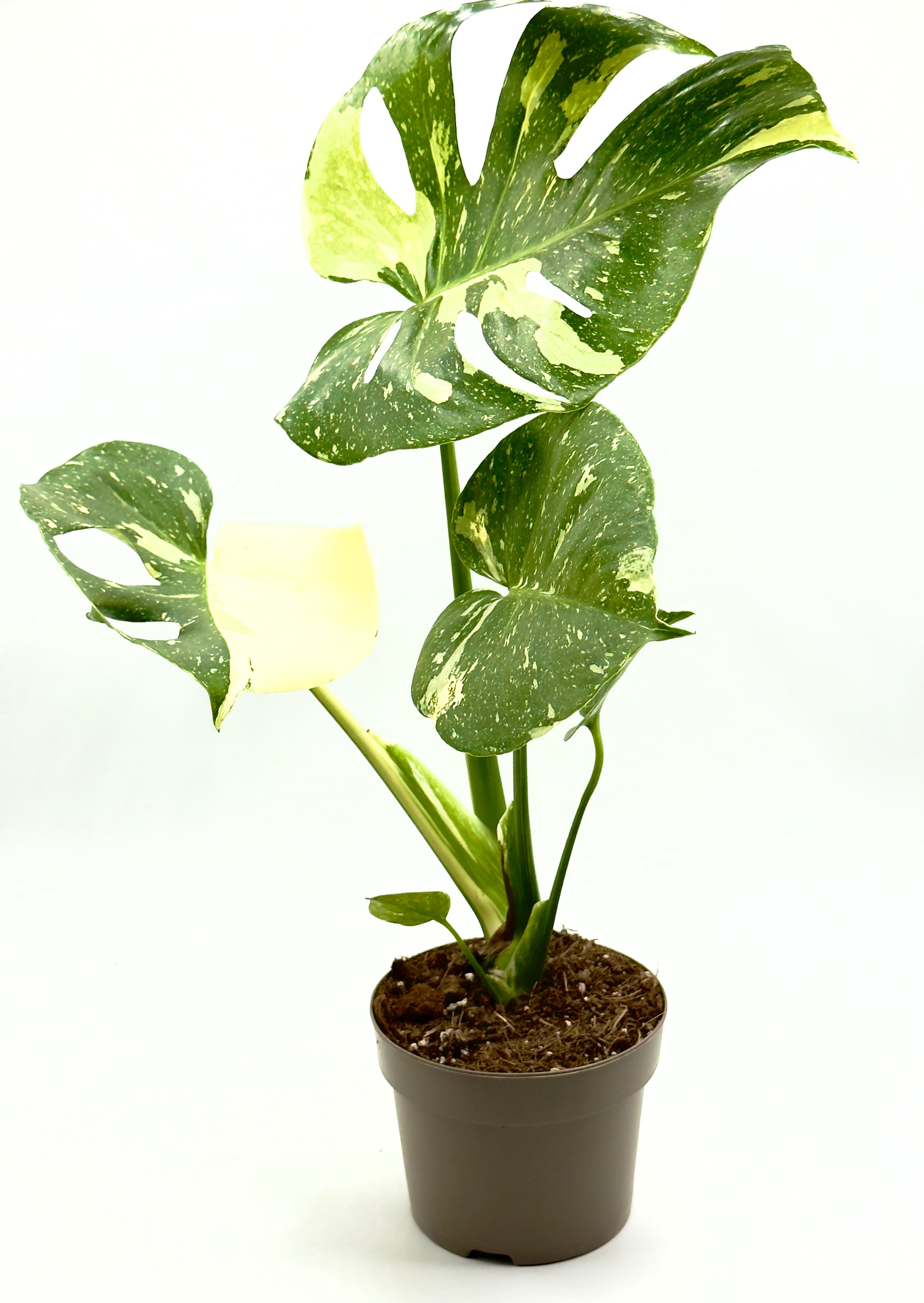 Monstera Thai Constellation Dreaming Plants con grandi foglie fenestrate e variegatura crema a costellazione in vaso da 12 cm, ideale per collezionisti.