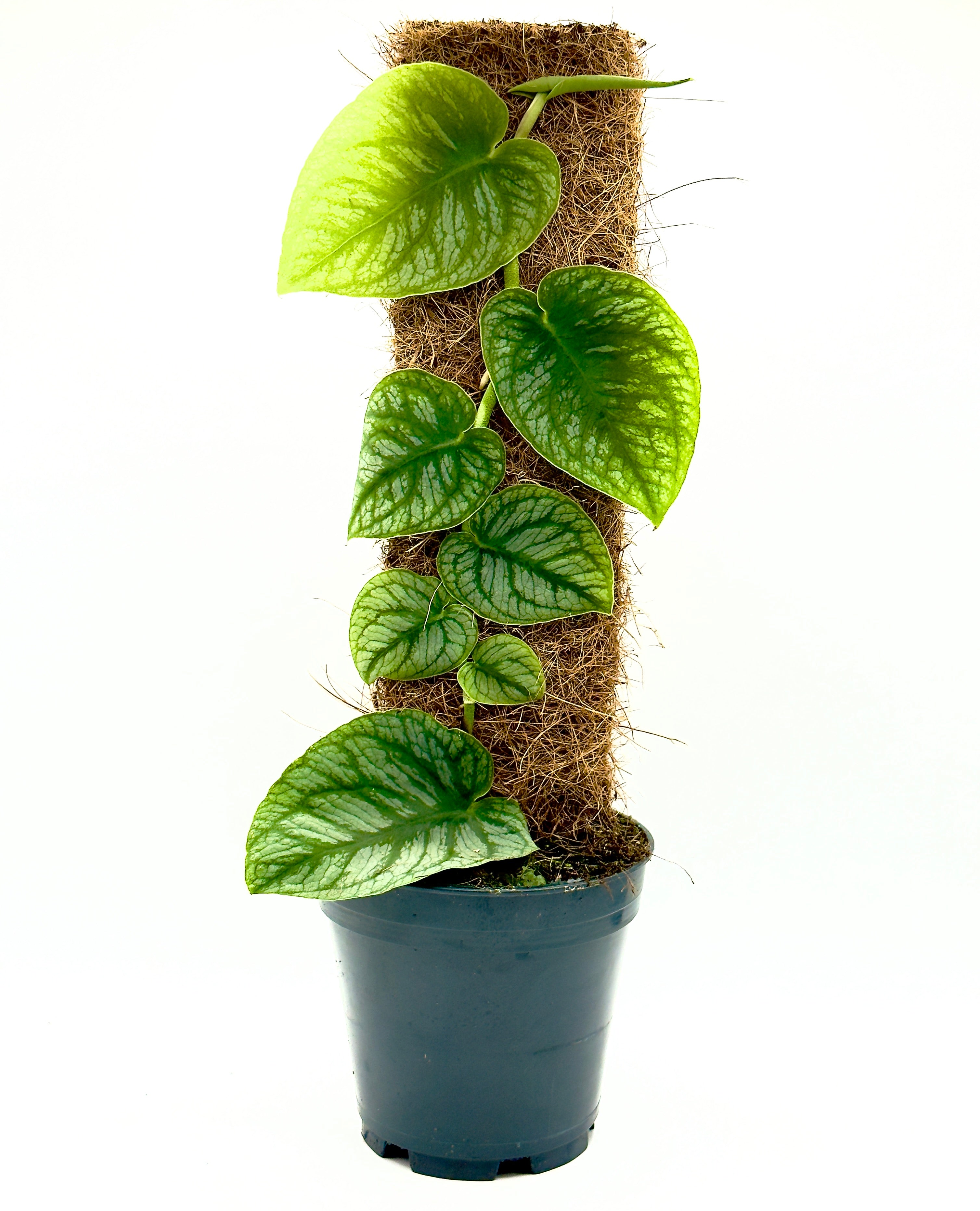 Monstera dubia di Dreaming Plants aderente al suo supporto di legno con foglie a cuore argentate, pianta rampicante rara da collezione.