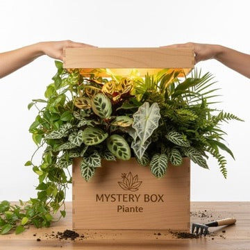 Mystery Box Dreaming Plants contenente una selezione a sorpresa di piante tropicali rare, aroidi e varietà da interno in perfetta salute.