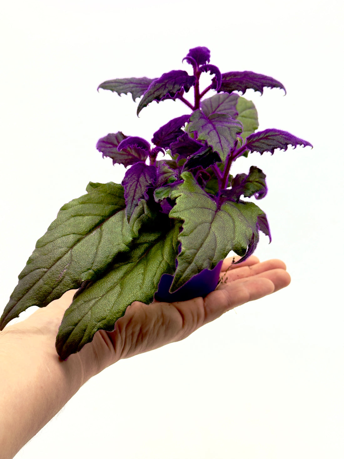 Pianta Gynura aurantiaca di Dreaming Plants con foglie verde scuro ricoperte da una fitta peluria viola cangiante in vaso da 7 cm.