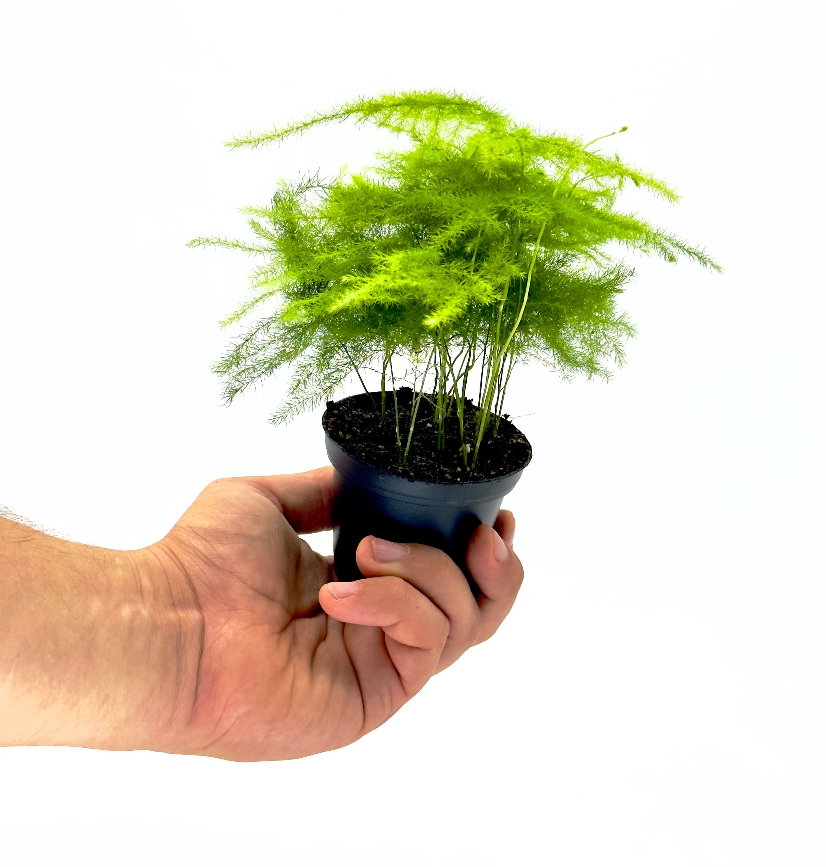 Pianta di Asparagus plumosus Dreaming Plants con fronde piumose verde brillante in vaso da 7 cm, ideale per decorazione d&