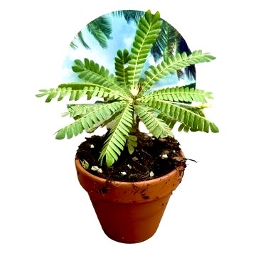 Pianta sensitiva Biophytum sensitivum di Dreaming Plants che chiude le foglie al tatto, ideale per ecosistemi in vetro e scrivanie zen.