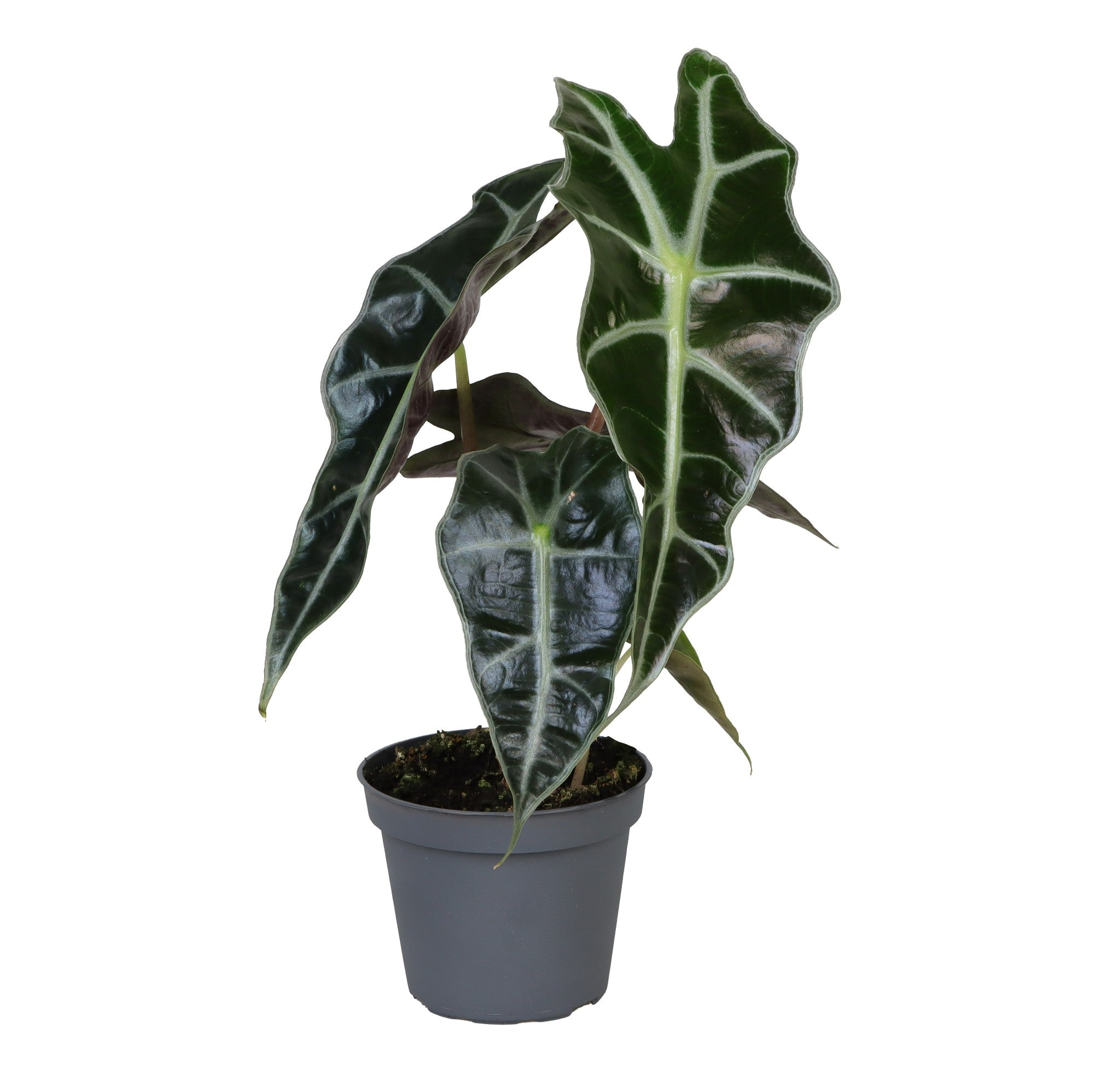 Piccola Alocasia Curly di Dreaming Plants con bordi delle foglie arricciati e verde intenso in vaso da 6 cm, perfetta per arredamento moderno.