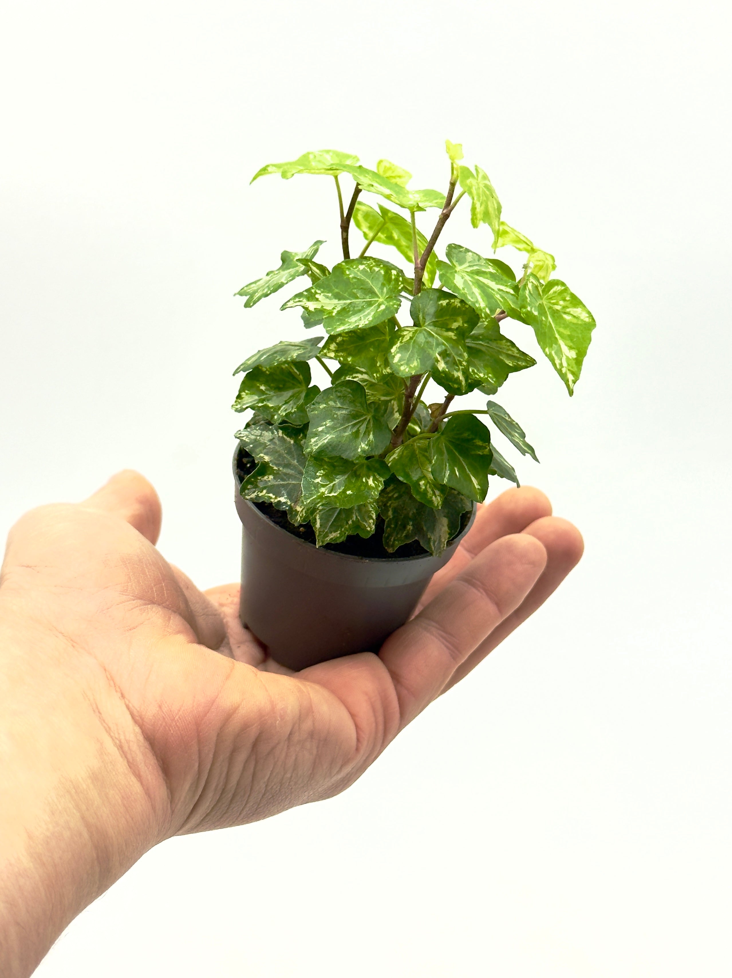 Piccola Hedera helix di Dreaming Plants con foglie verdi lobate in vaso da 6 cm, ideale per scaffali e decorazione a cascata.