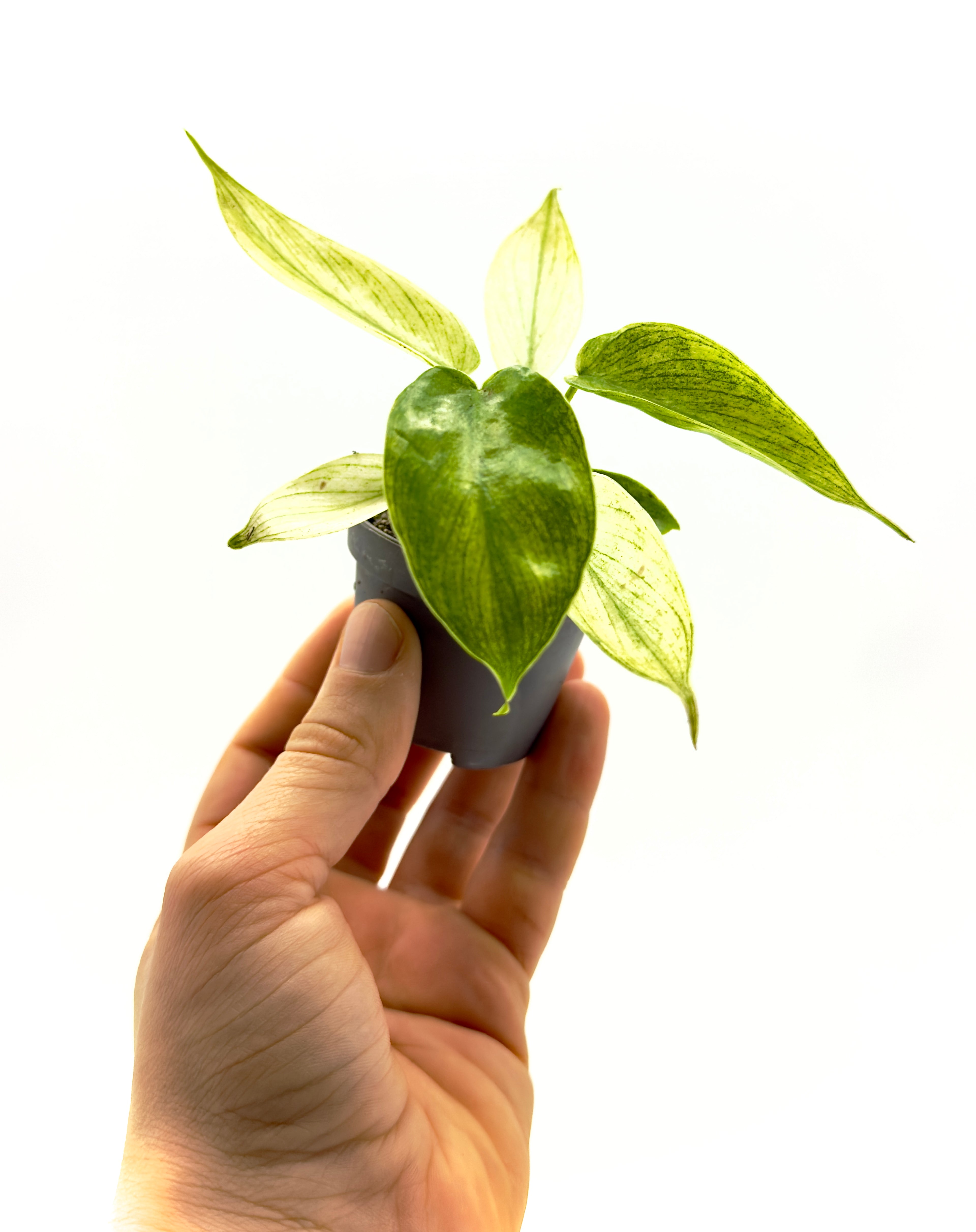 Piccola pianta rara Philodendron Florida Ghost di Dreaming Plants con foglia nuova bianco avorio e piccioli rossastri in vaso da 6 cm