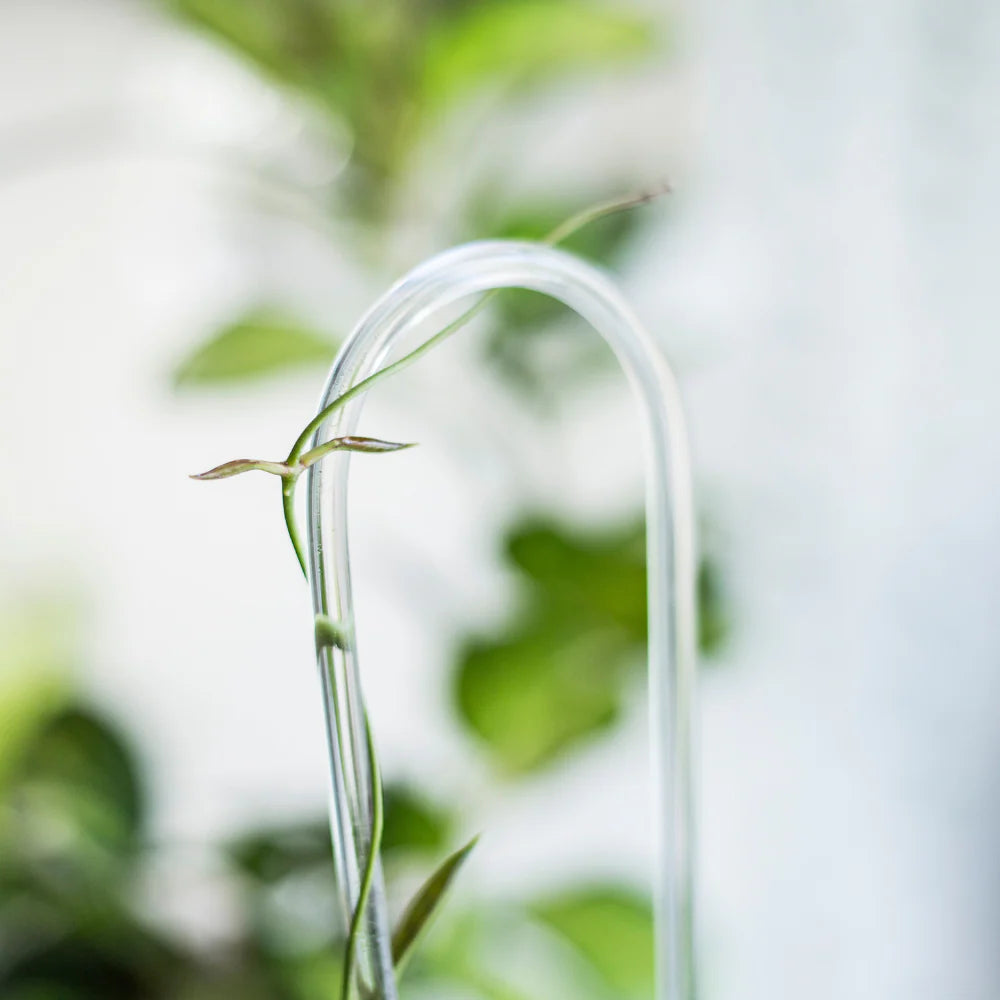 Traliccio ad Arco in Acrilico per Piante Rampicanti (40 cm) 🌿✨