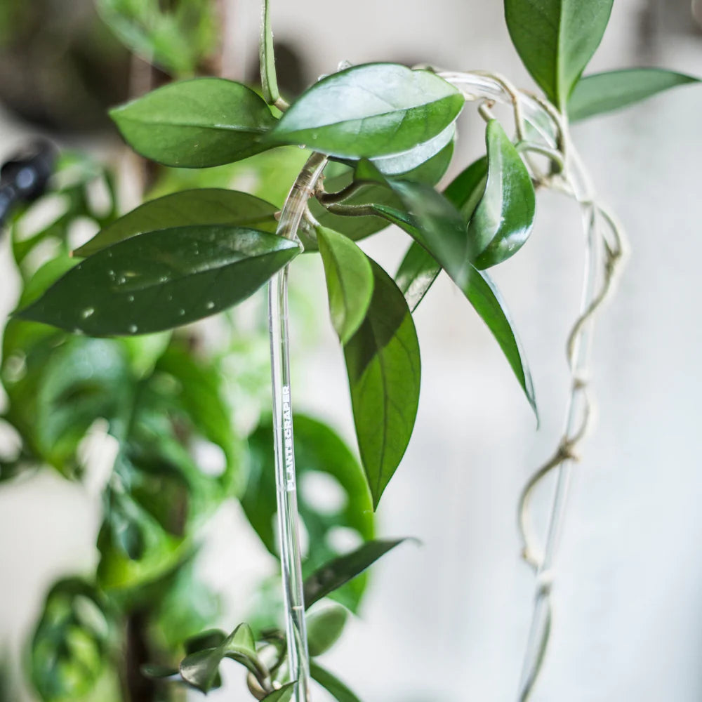 Traliccio ad Arco in Acrilico per Piante Rampicanti (40 cm) 🌿✨
