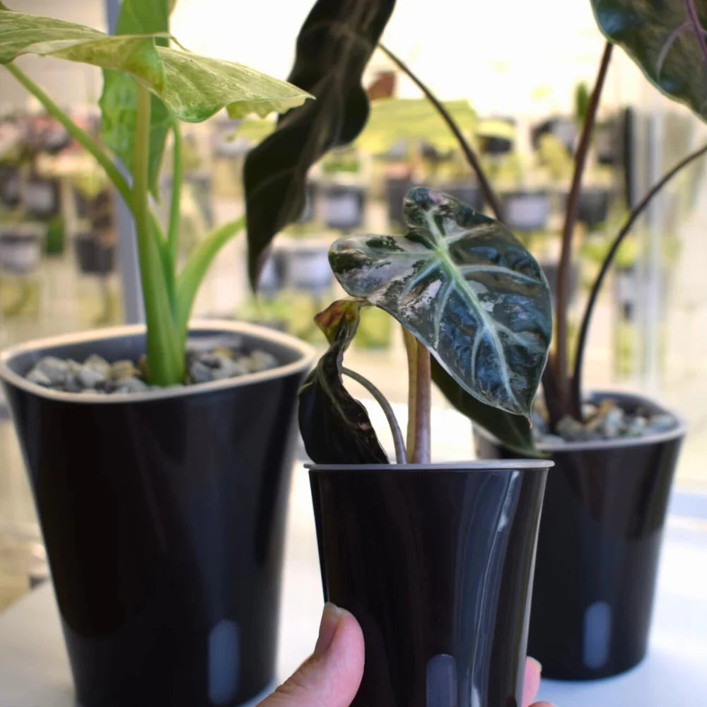 Vaso Auto-irrigante con Inserto Trasparente Rimovibile 💧🌱