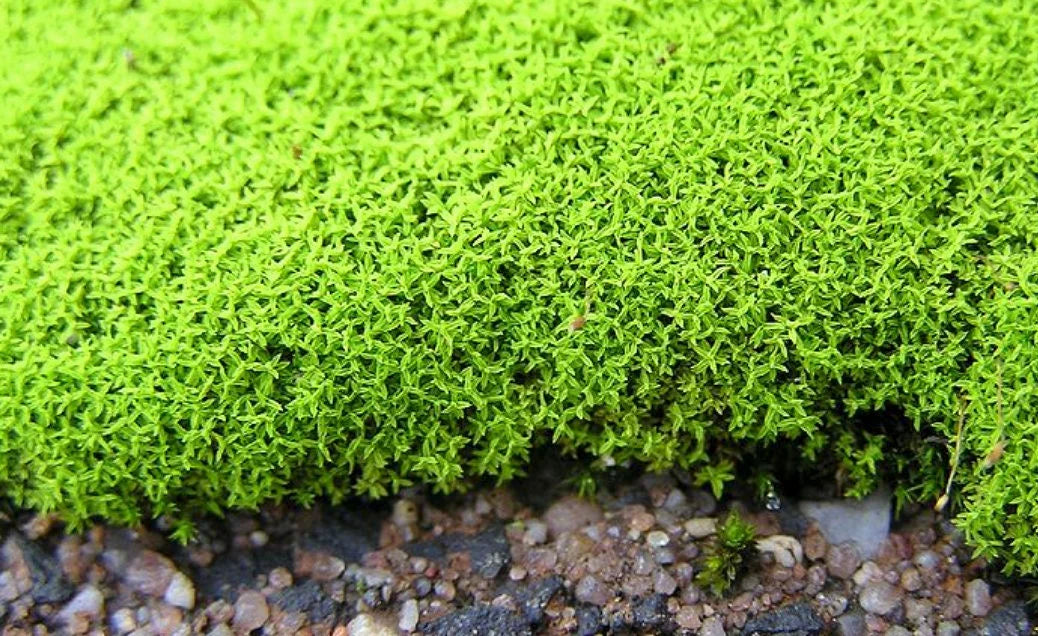 Porzione di muschio raro Amphidium Mougeotii di Dreaming Plants con trama verde brillante e soffice, ideale per decorazione naturale di terrarium.