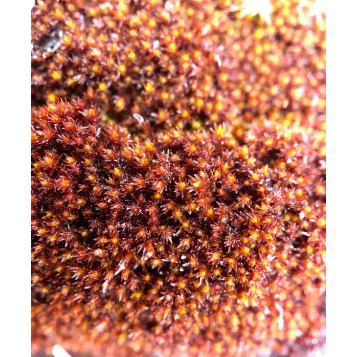 Porzione di muschio tappeto rosso raro Andreaea alpina di Dreaming Plants, ideale per creare contrasti cromatici e sentieri naturali nei terrarium.