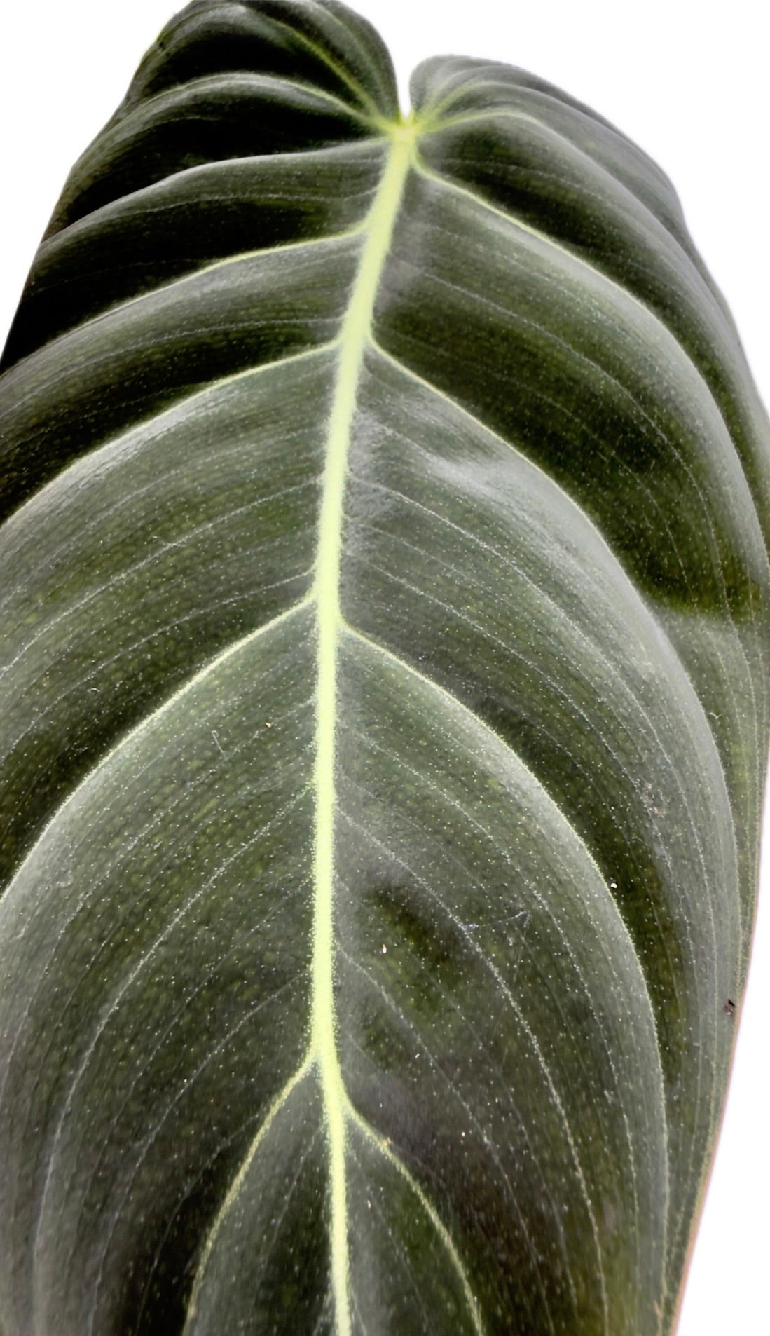 Philodendron melanochrysum - Il Velluto Nero e Oro (Vaso 12 cm)