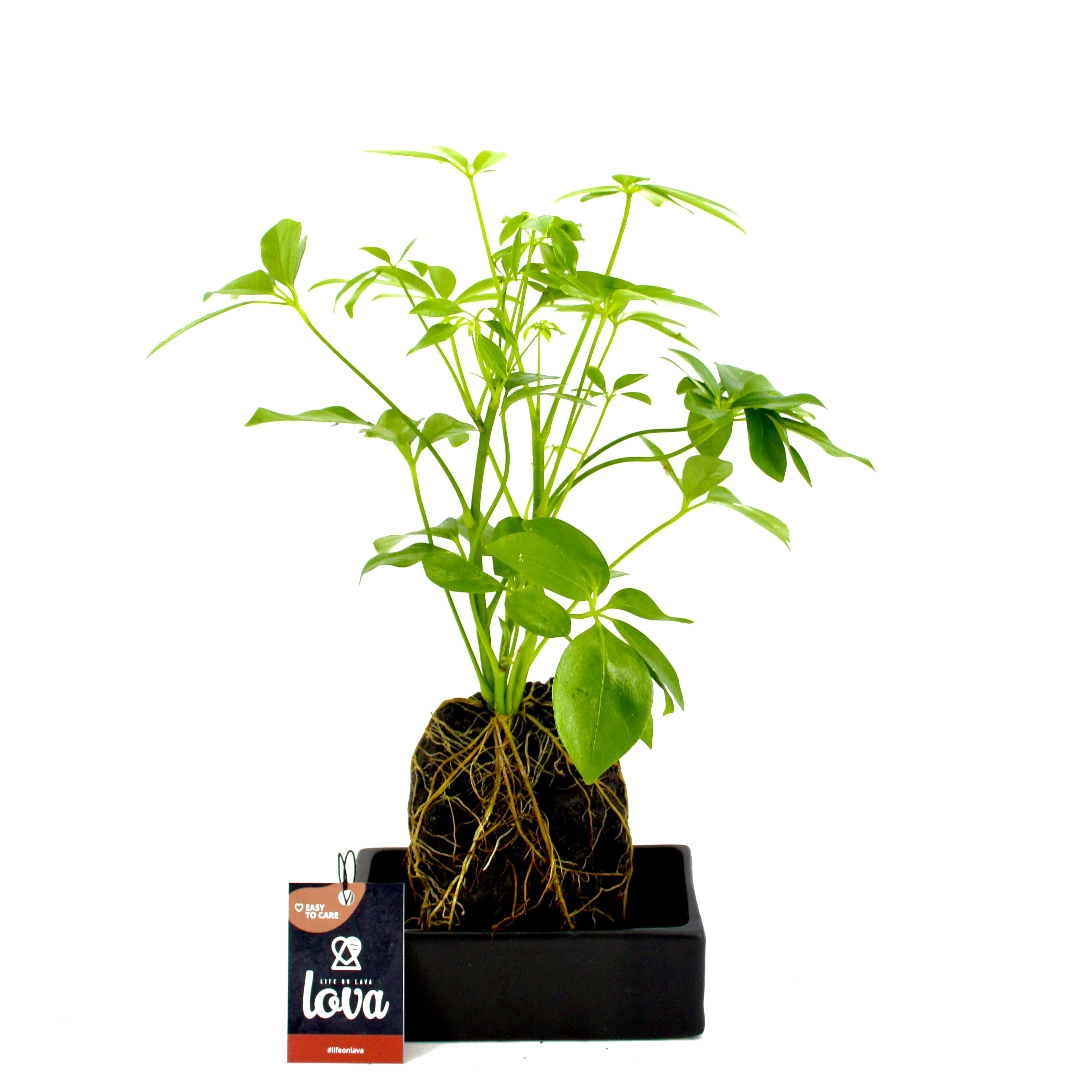 Schefflera Arboricola coltivata su vera roccia lavica porosa, composizione artistica per arredamento botanico e home design naturale.