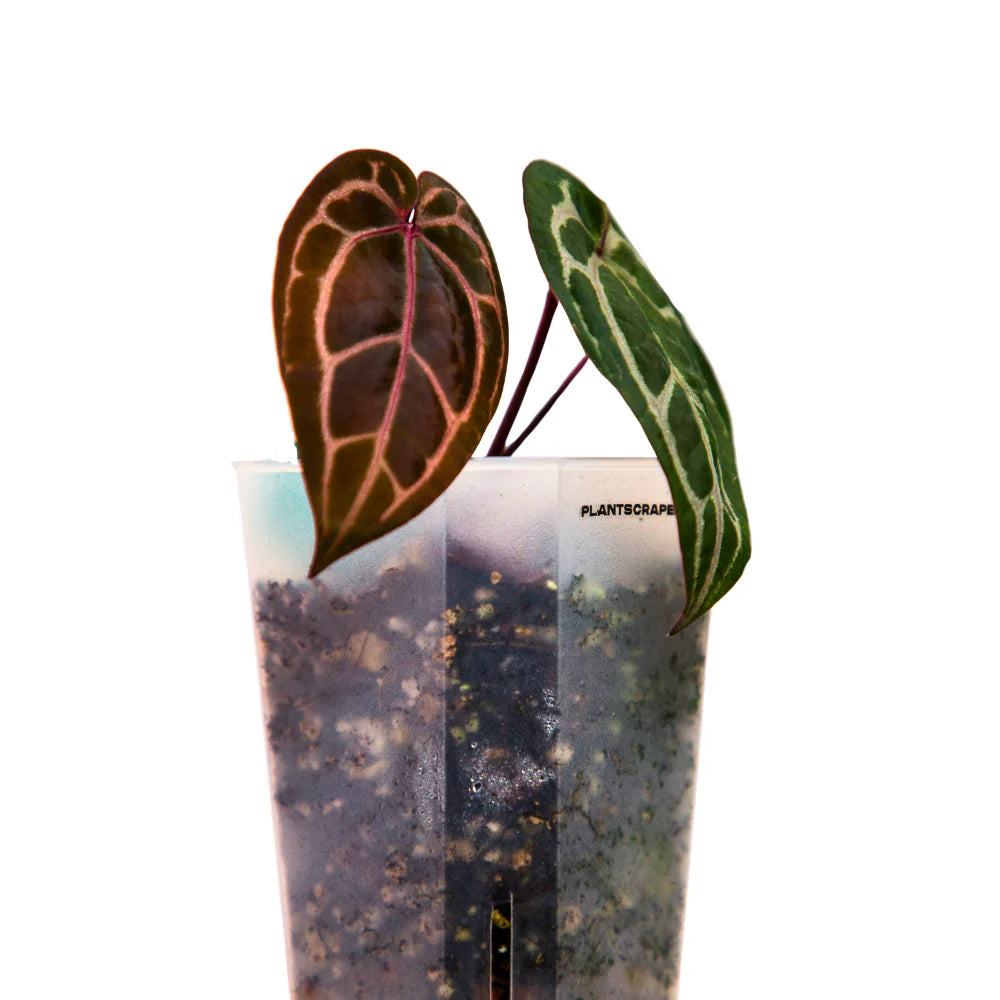 Vaso Quadrato Alto per Aroidi e Piante Tropicali 🌿📐