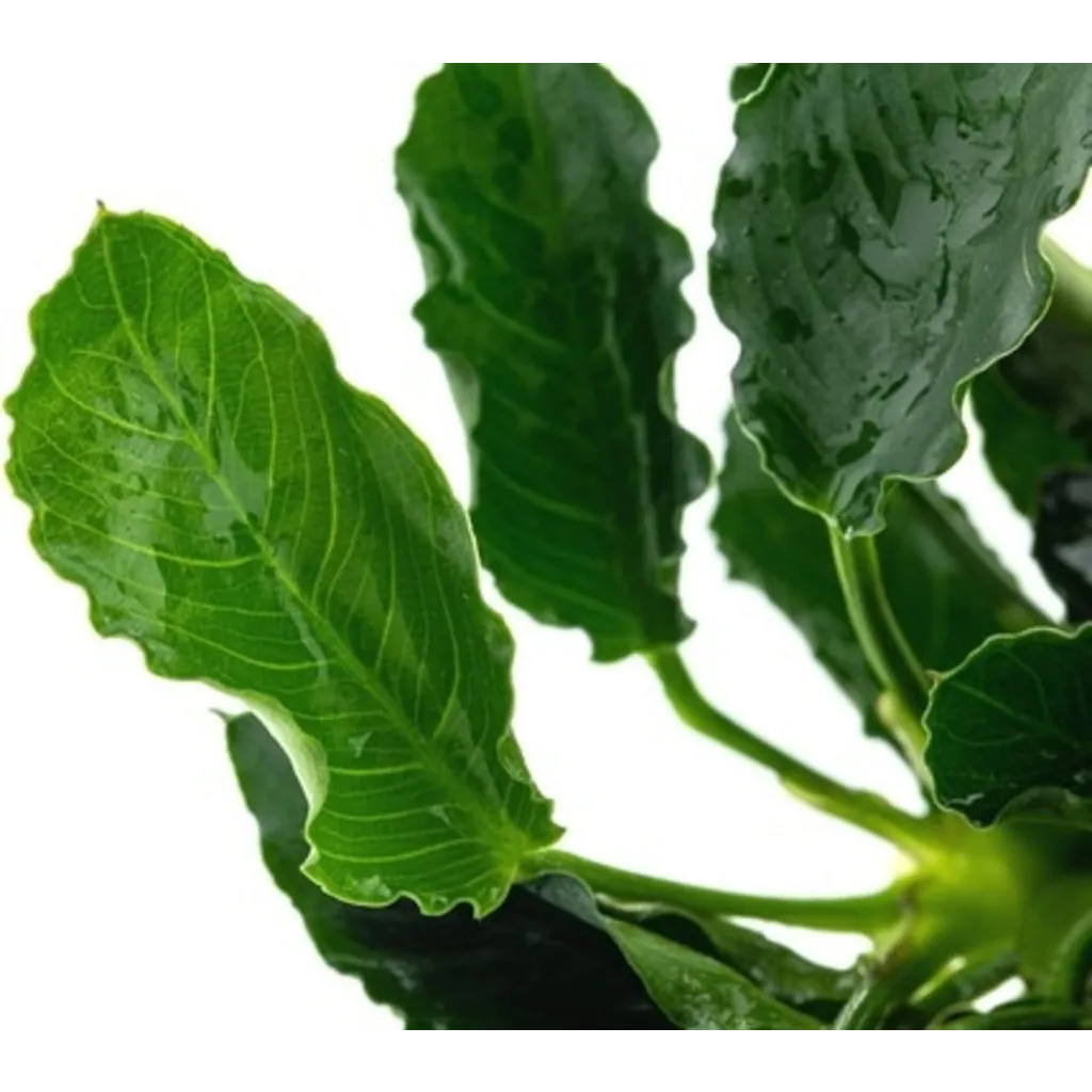 Anubias Barteri Nana "Kirin"