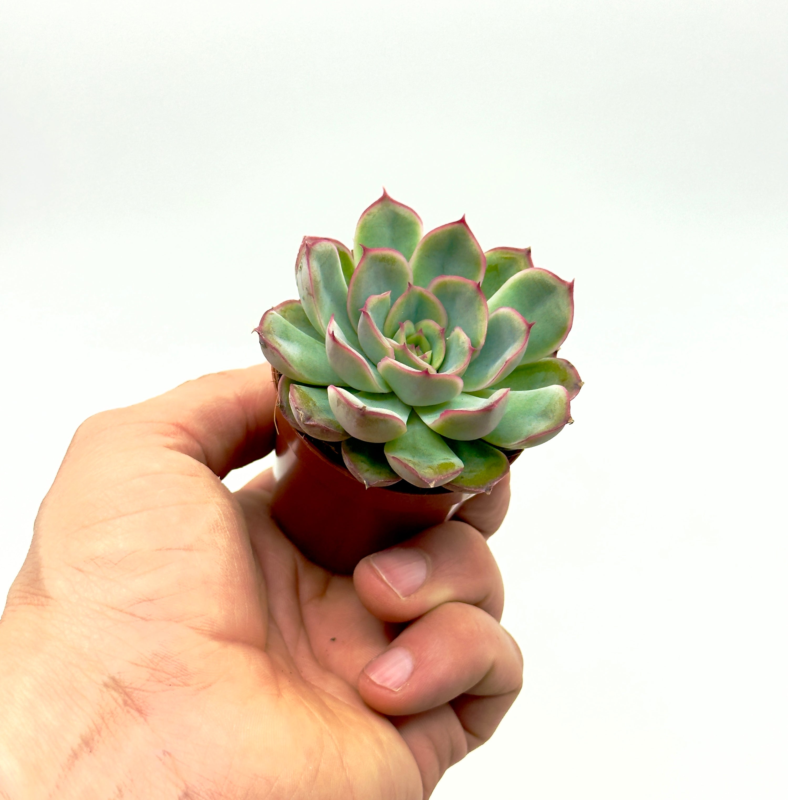 Baby Plant Echeveria Mystery di Dreaming Plants con una rosetta compatta dalle sfumature pastello in vaso da 5,5 cm, ideale per amanti delle succulente.