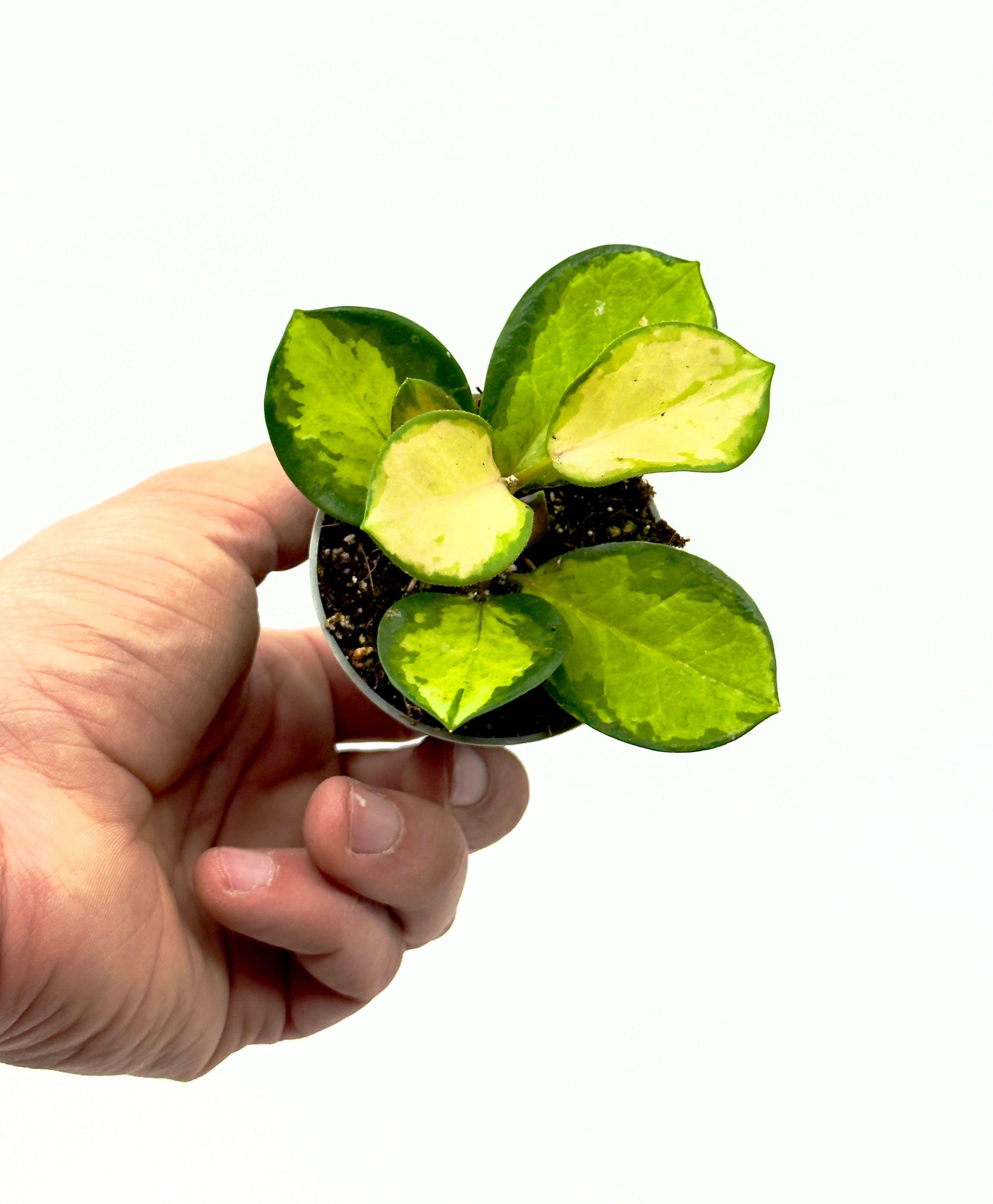 Baby Plant Hoya australis di Dreaming Plants, celebre come Fiore di Cera per le sue infiorescenze spettacolari, in vaso da 6 cm.