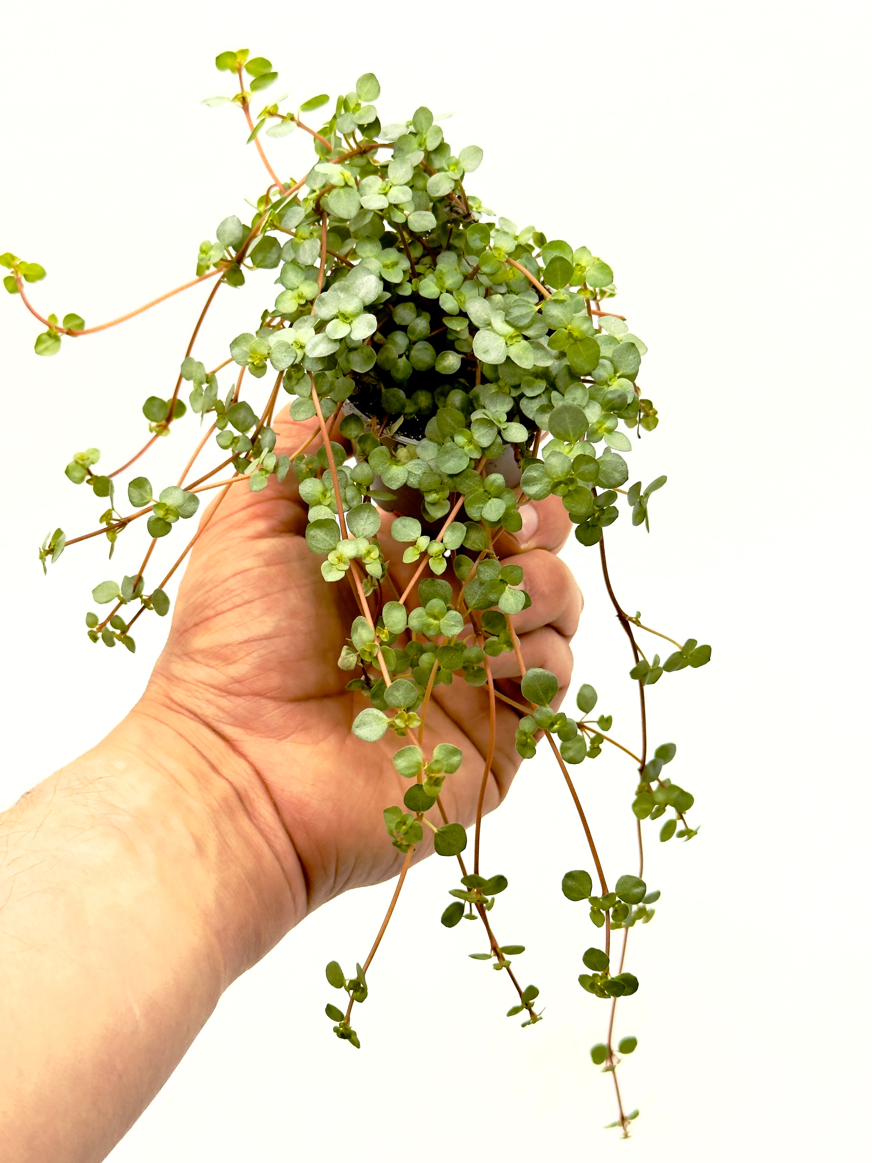 Piccola Pilea glaucophylla Greyzy di Dreaming Plants con minuscole foglie argentate e fusti rossastri in vaso da 6 cm, ideale per terrarium e mensole.