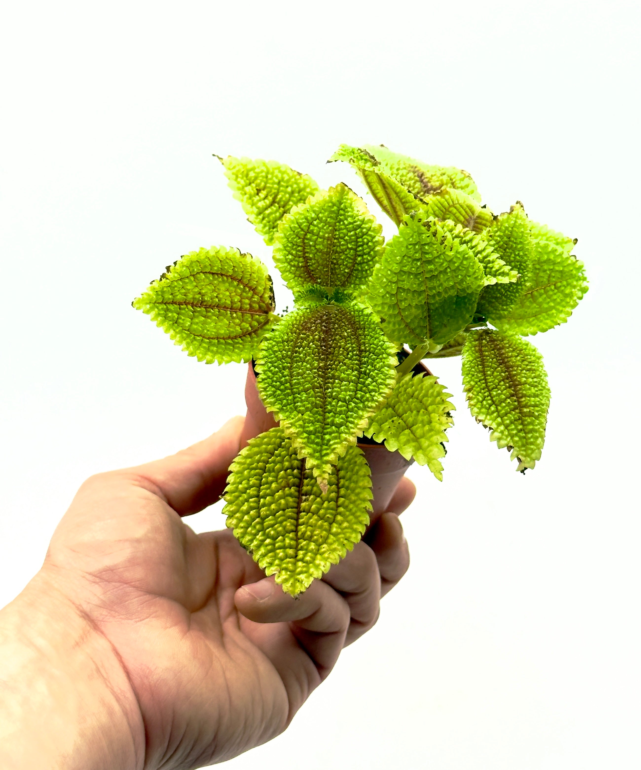 Baby Plant Pilea mollis Moon Valley di Dreaming Plants in vaso da 7 cm con foglie rugose verde brillante e venature profonde, ideale per terrarium.