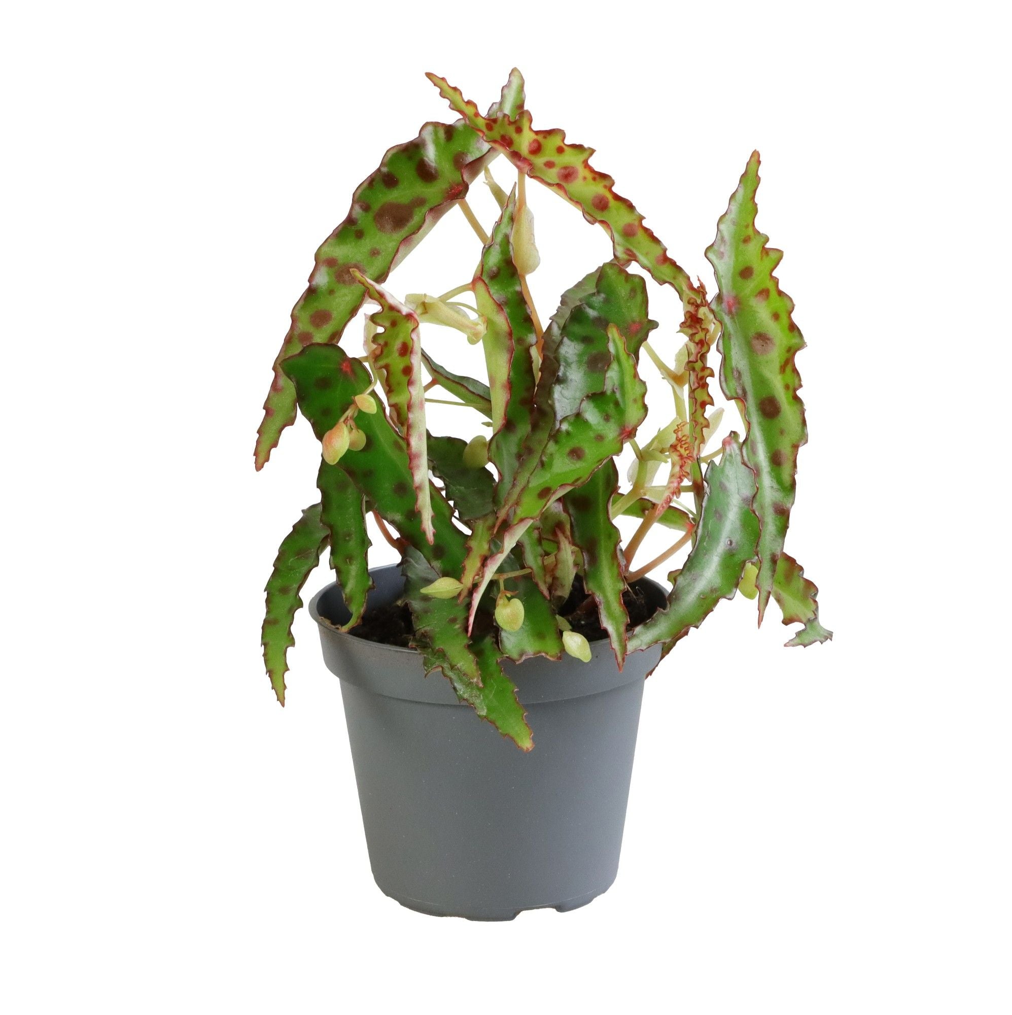 Begonia amphioxus baby plant in vaso da 6 cm con foglie affusolate verde scuro e caratteristici pois rosso rubino.