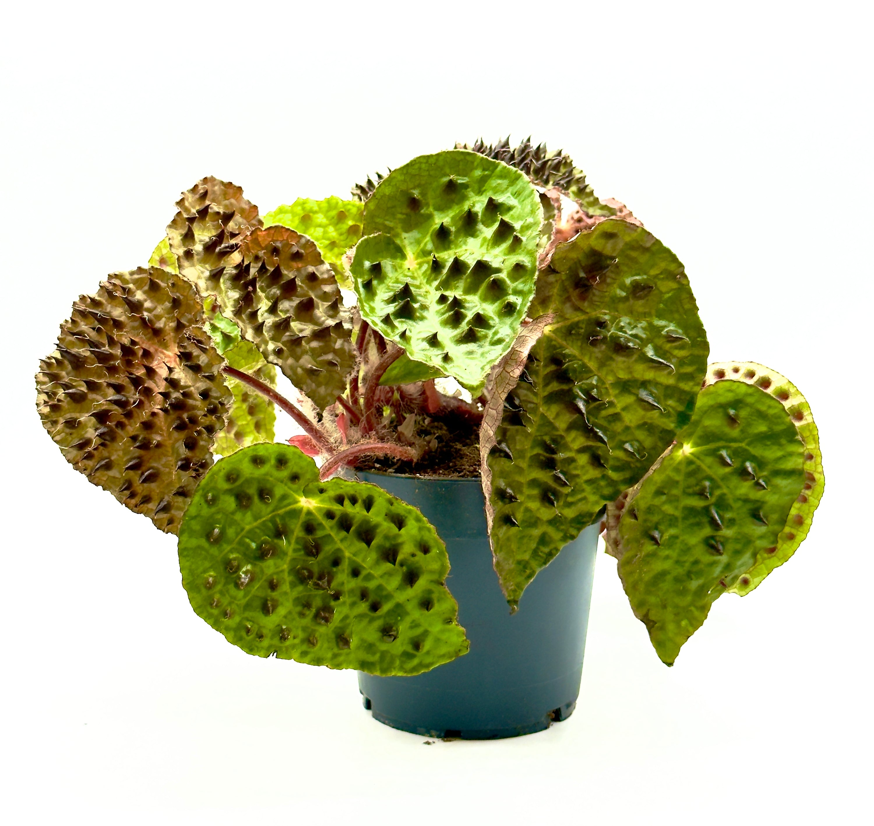 Begonia ferox di Dreaming Plants con le iconiche protuberanze nere (bullae) su foglie verde scuro in vaso da 12 cm, ideale per collezionisti di piante insolite.
