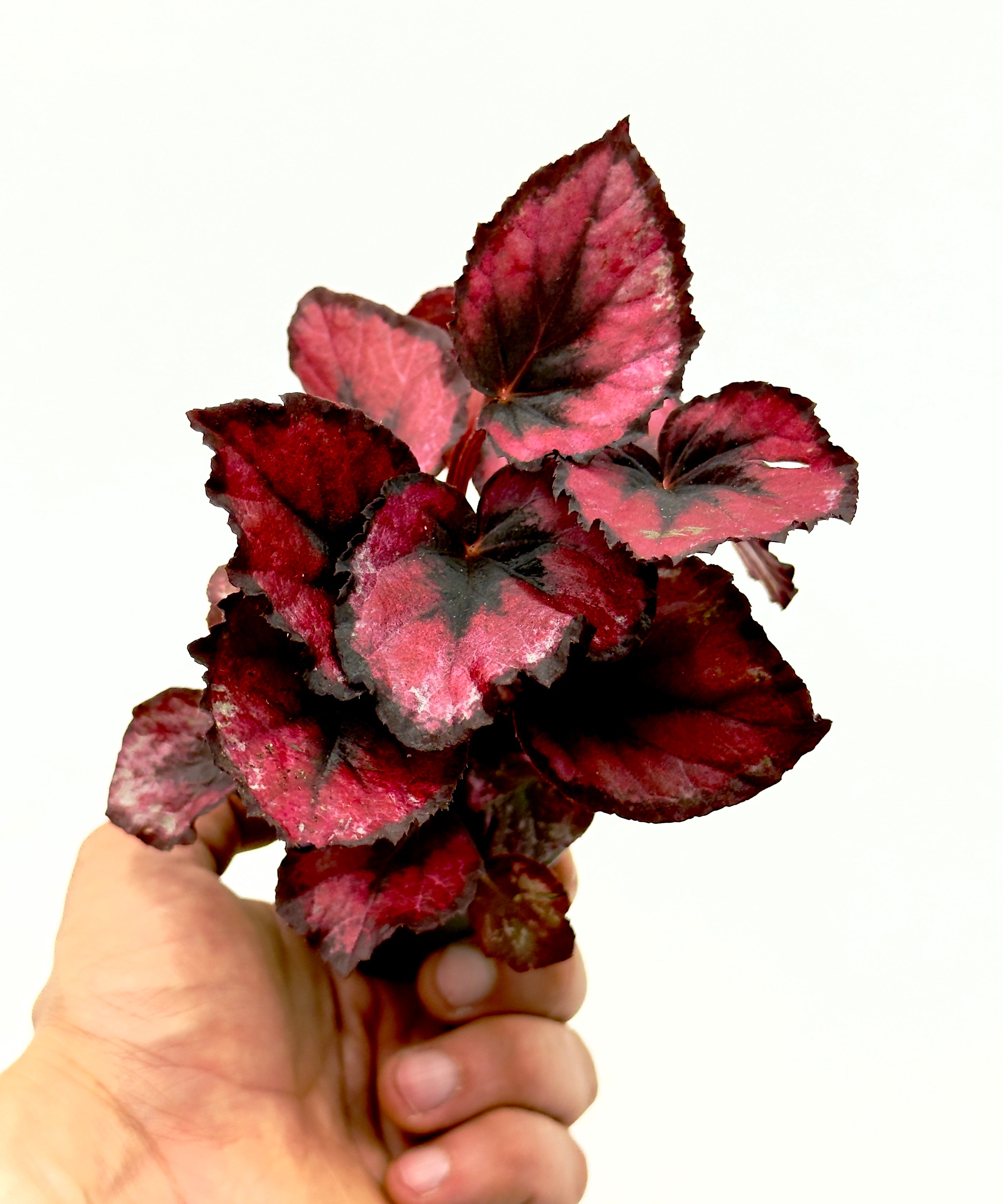 Begonia rex Red Kiss di Dreaming Plants, pianta da interno con foglie asimmetriche rosso metallico e centro scuro in vaso da 6 cm.
