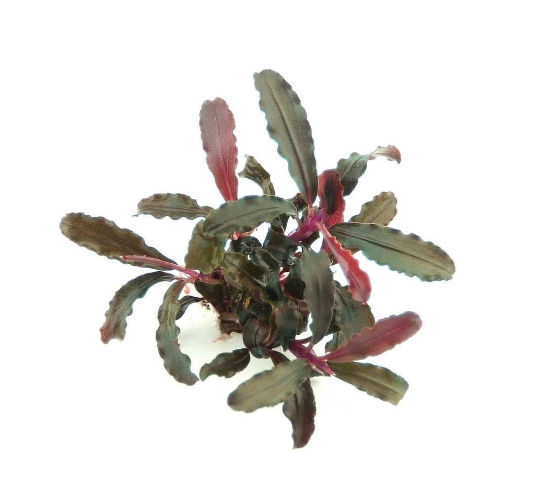 Bucephalandra sp. &