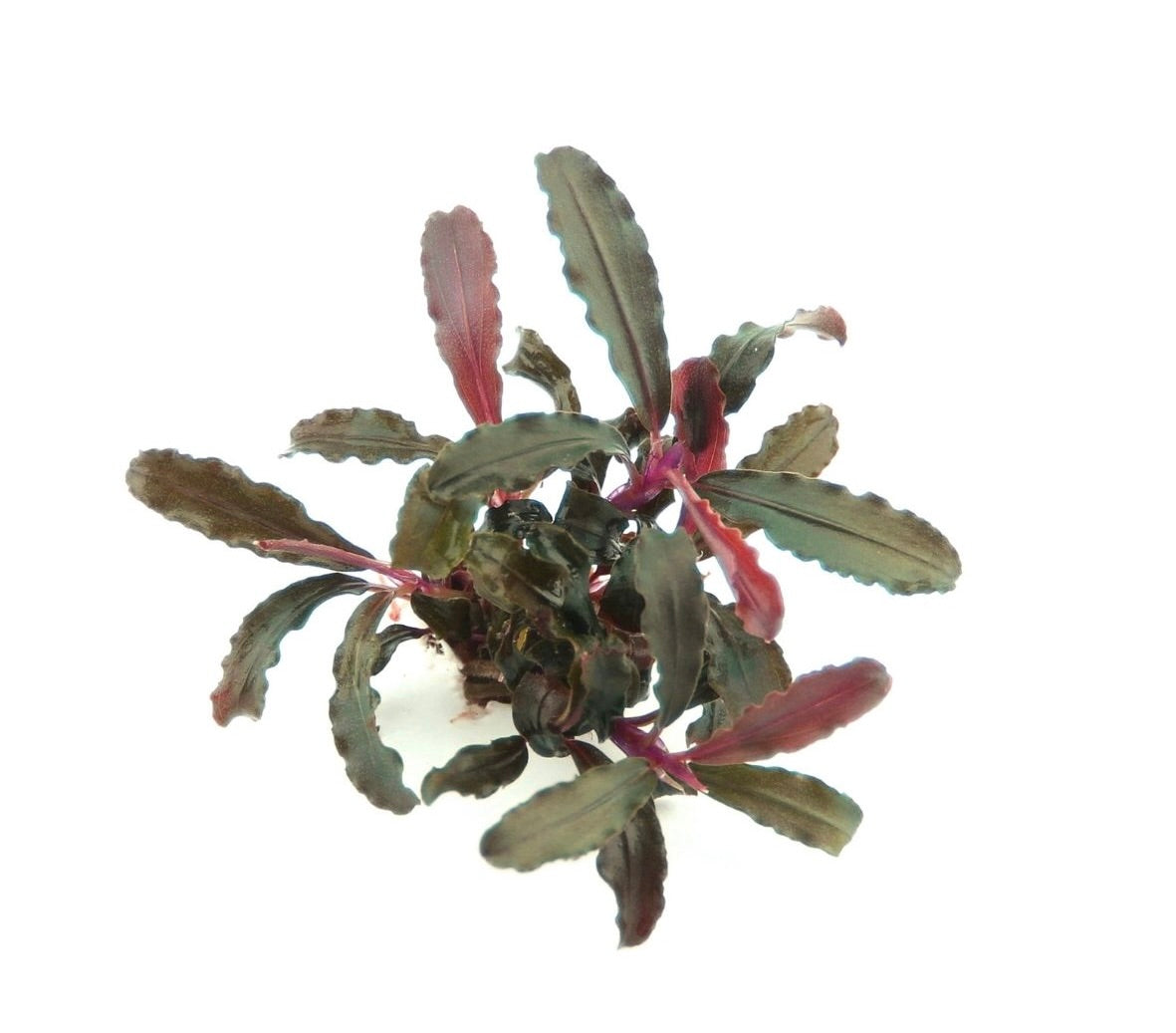 Bucephalandra sp. &