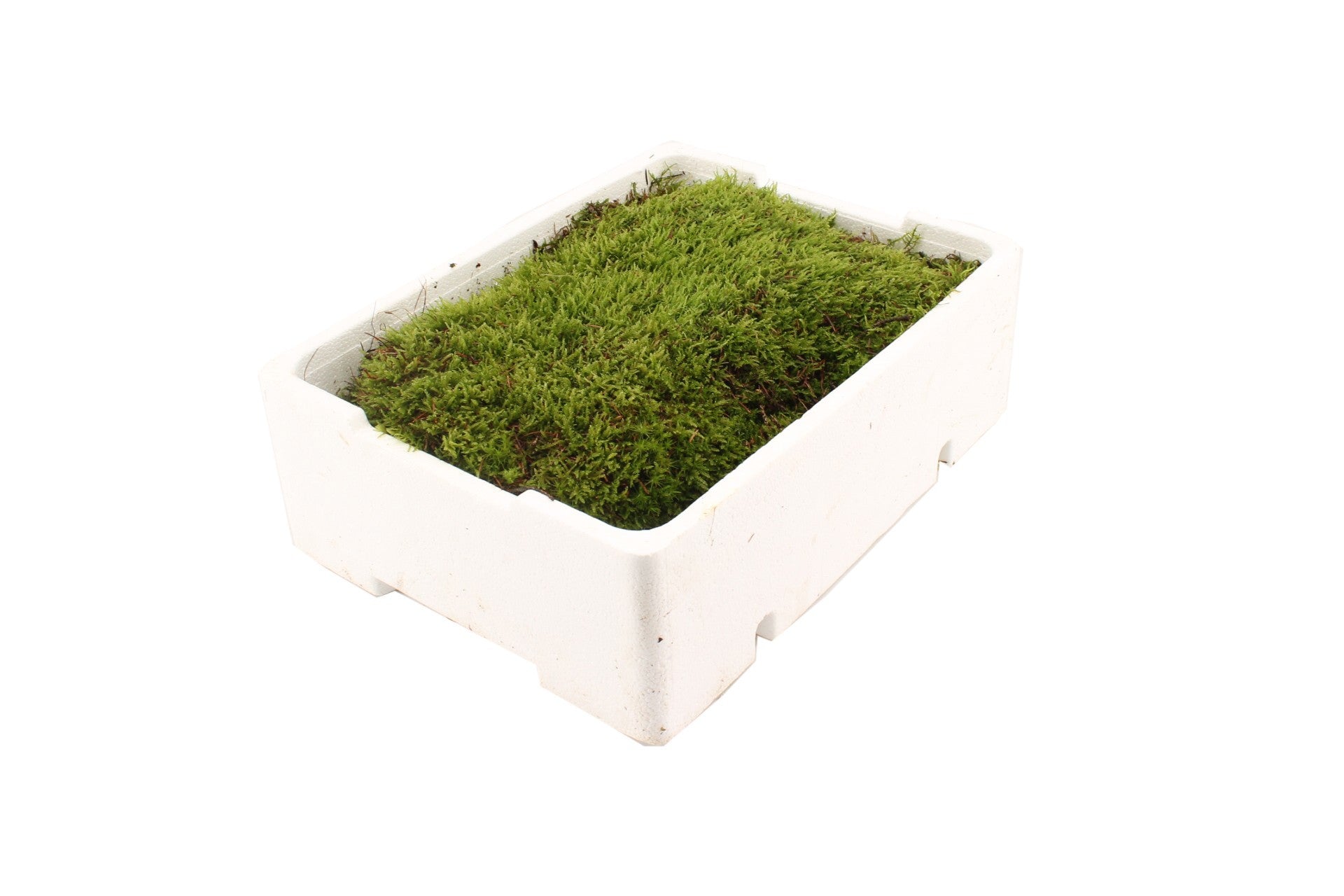 Cassetta di muschio piatto (Flat Moss) fresco di Dreaming Plants ideale per l&