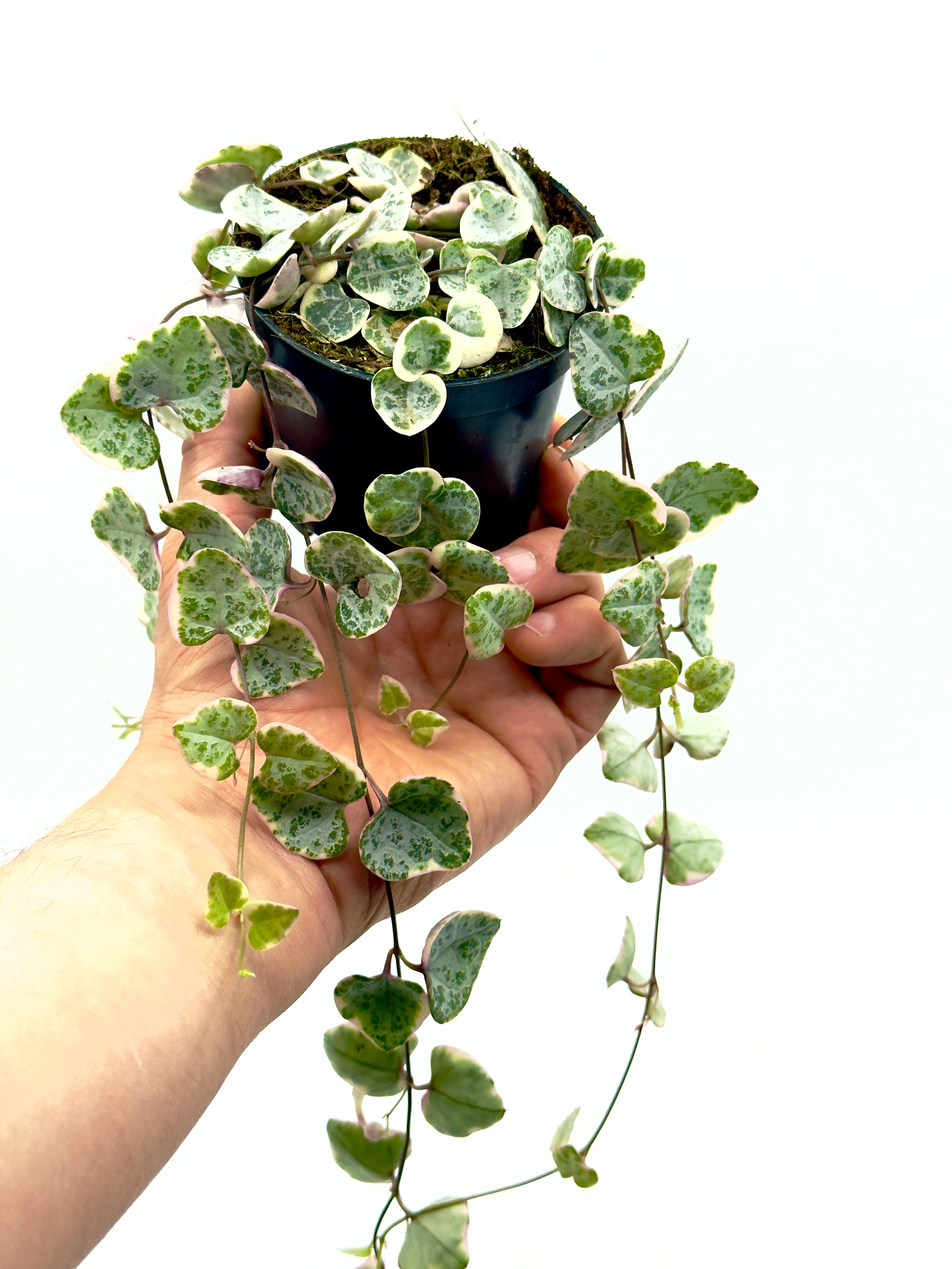 Ceropegia woodii Variegata di Dreaming Plants con foglie a cuore variegate di rosa e argento in vaso da 8,5 cm, ideale come pianta ricadente.