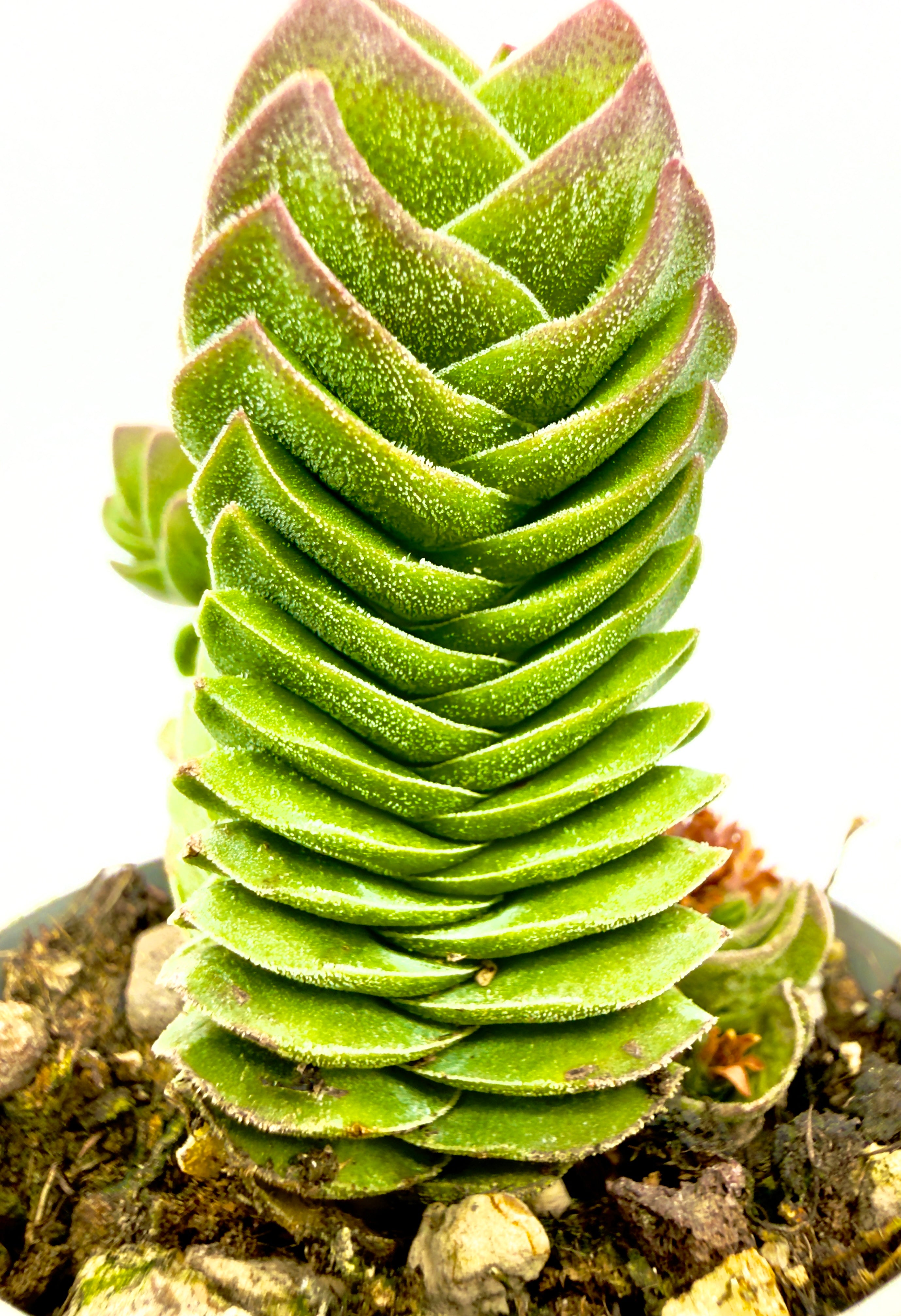 Crassula Buddha&