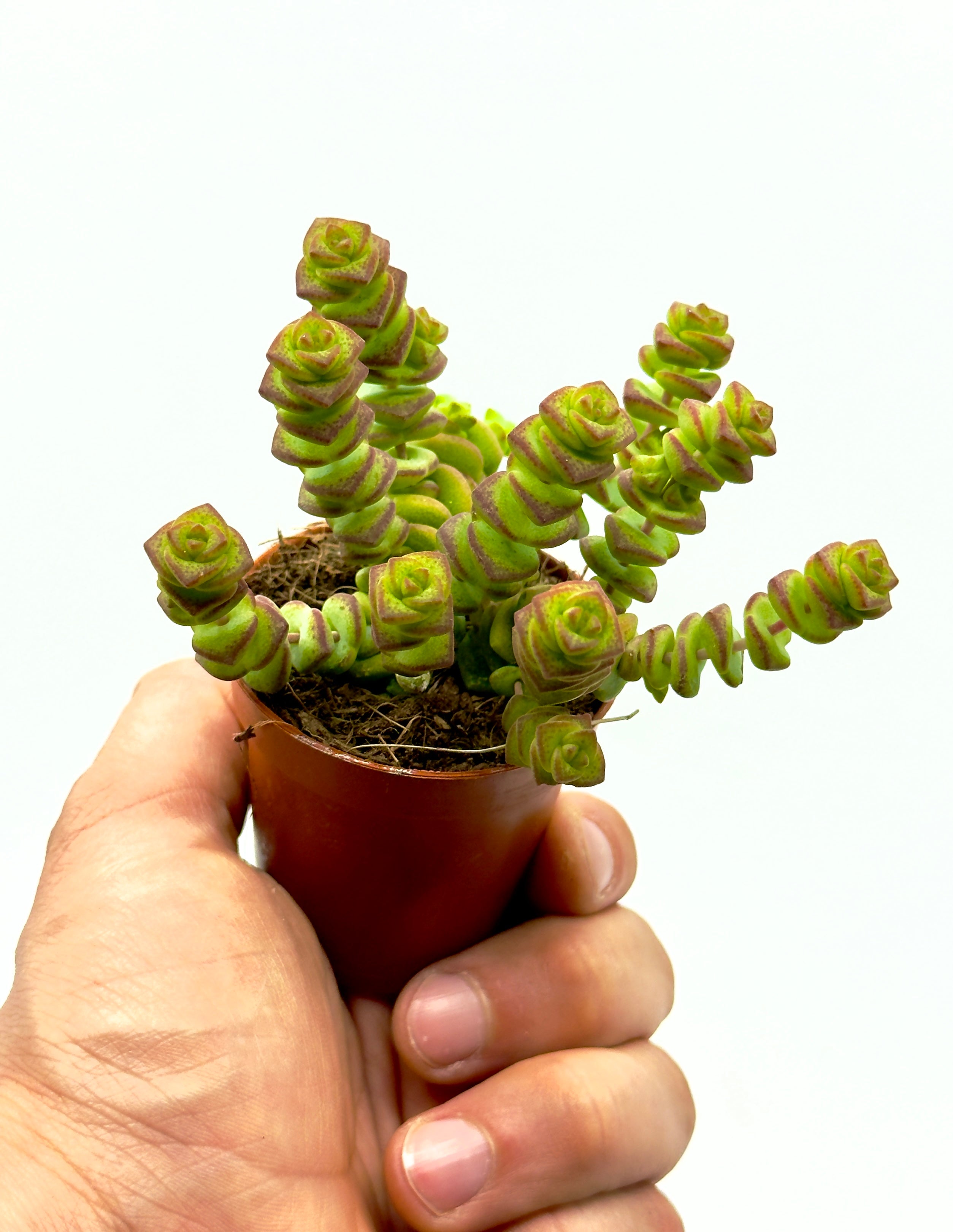 Crassula Hottentot di Dreaming Plants con foglie carnose impilate a forma di collana geometrica in vaso da 5,5 cm.