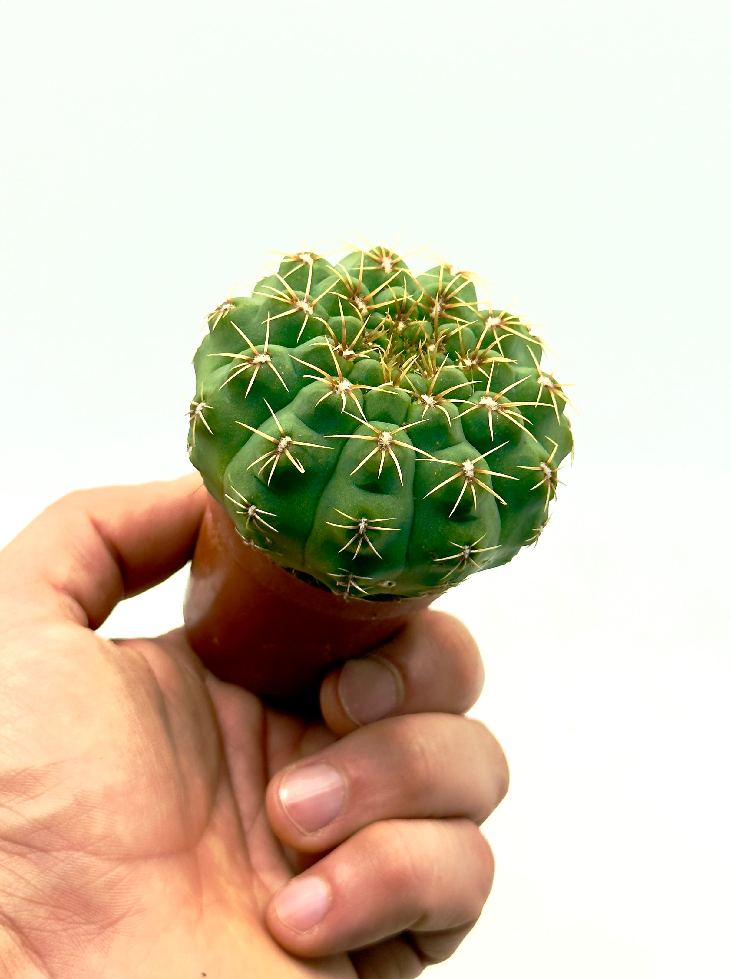 Cactus Gymnocalycium quehlianum di Dreaming Plants con costolature geometriche e spine corte appresse in vaso da 5,5 cm.