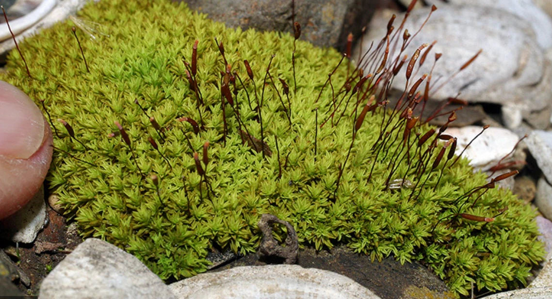 Amphidium Mougeotii - Il Tappeto di Muschio Raro per Terrarium