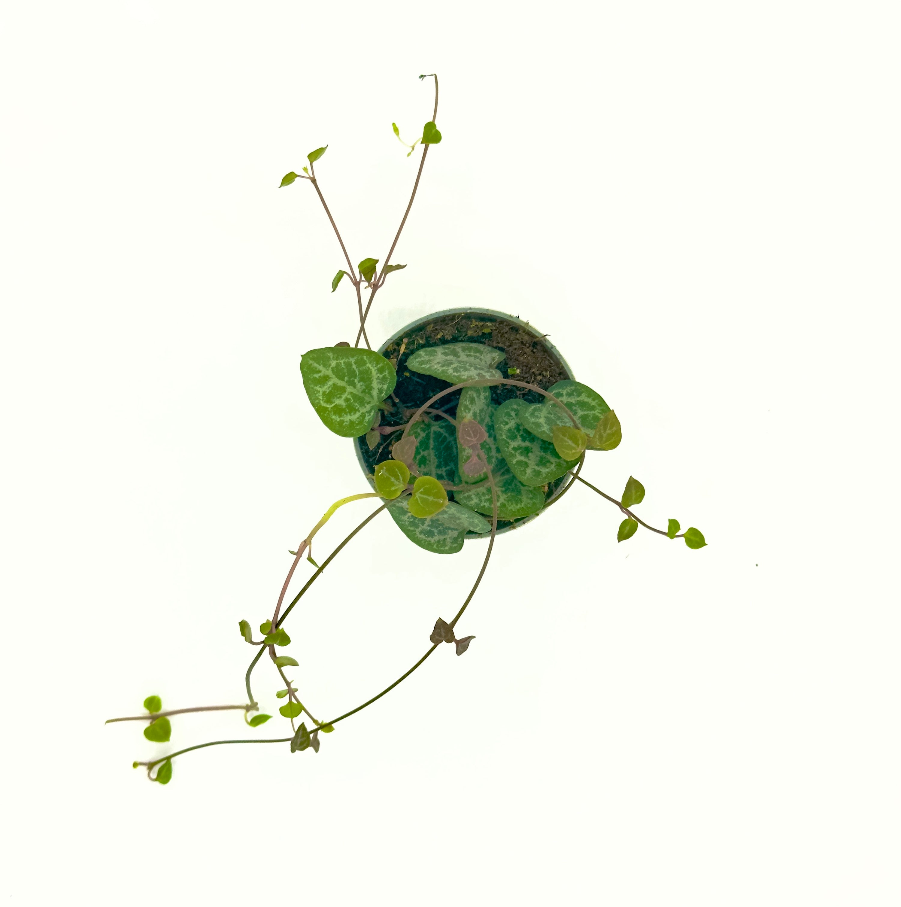 Baby Plant Ceropegia woodii - La Romantica Collana di Cuori