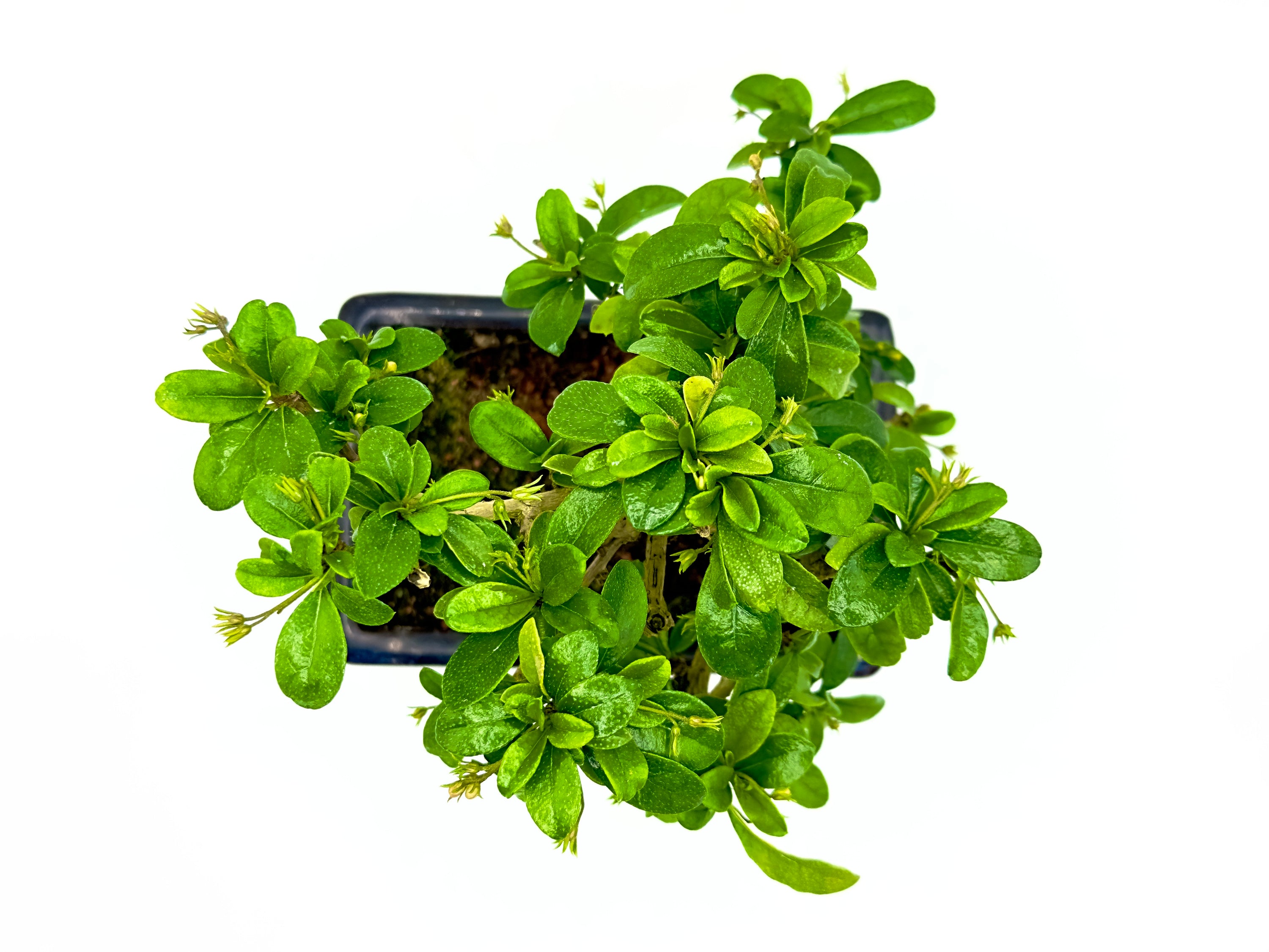 Bonsai Carmona Retusa - Il Tè del Fukien in Miniatura