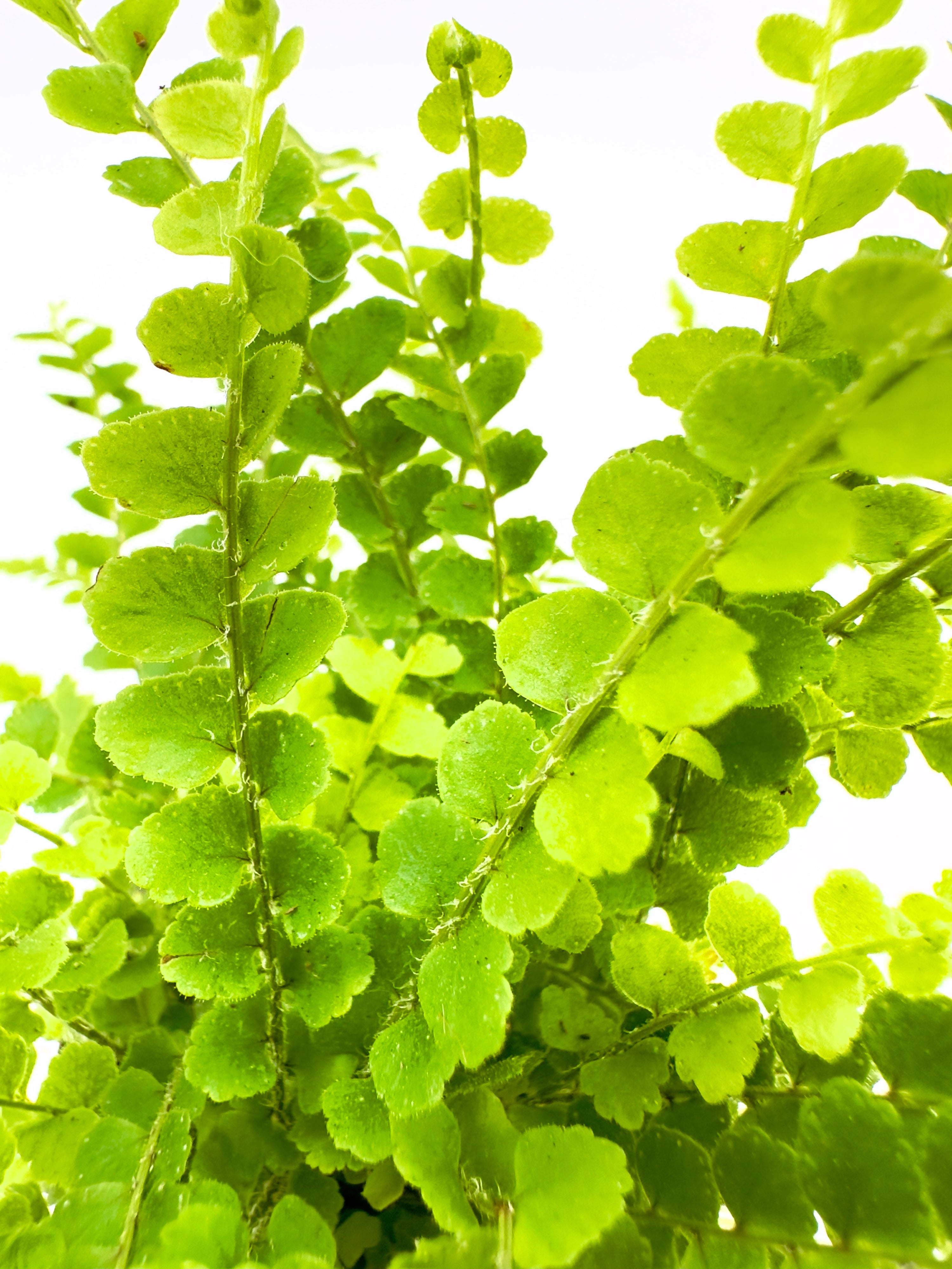 Baby Plant Nephrolepis cordifolia - La Felce a Bottoni per Interni e Terrarium