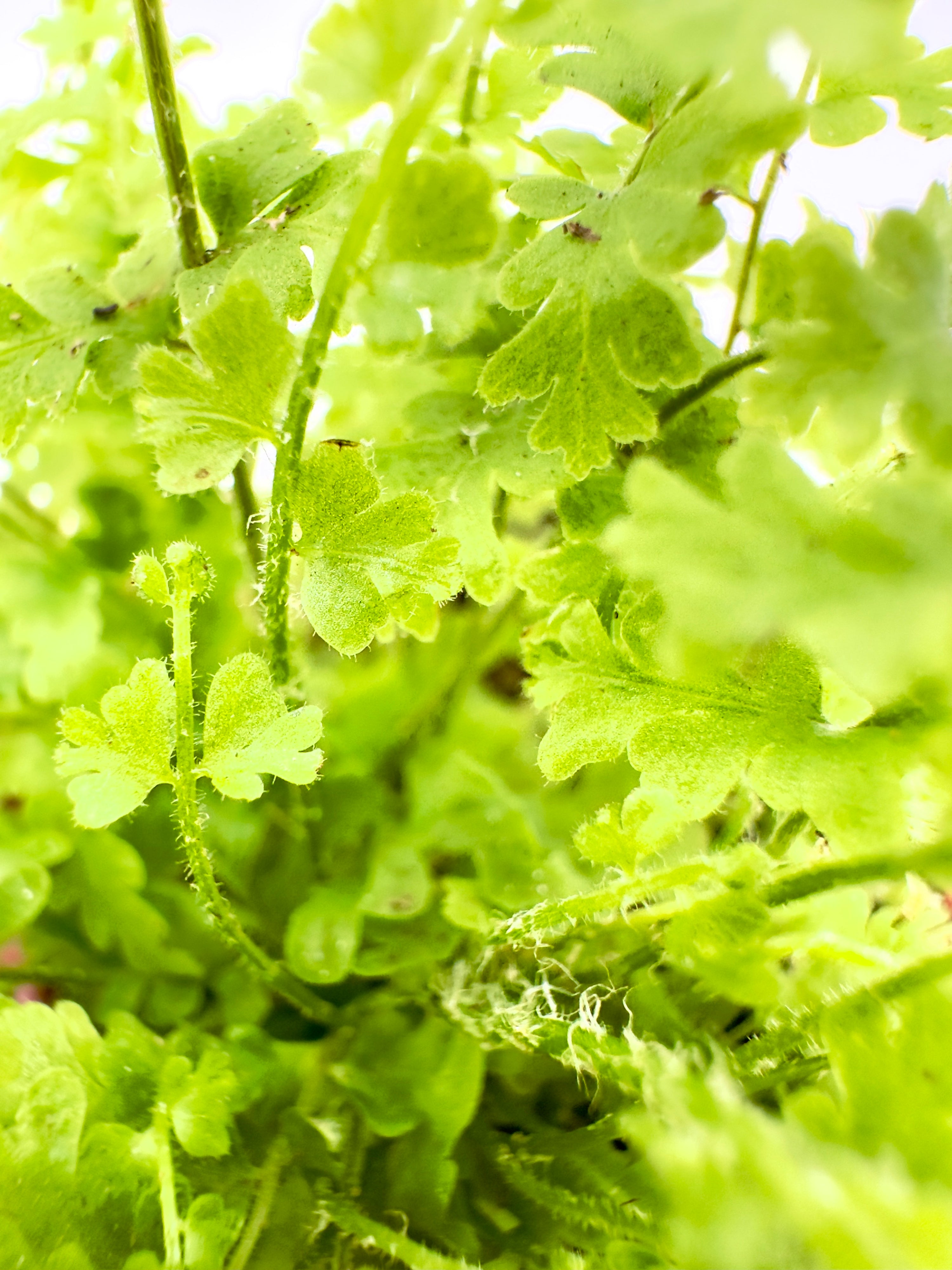 Baby Plant Nephrolepis Exaltata - La Felce Boston Purificatrice
