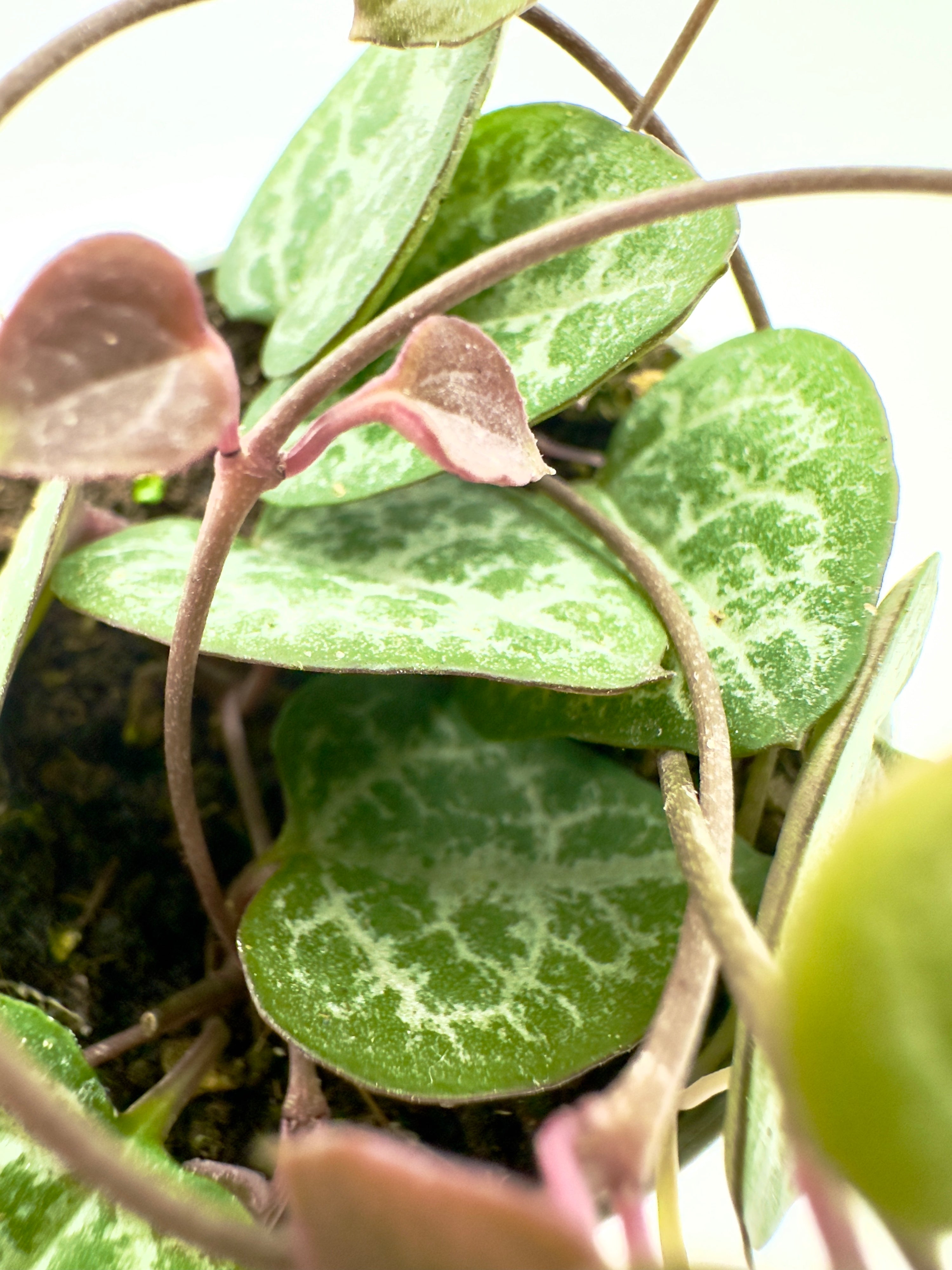 Baby Plant Ceropegia woodii - La Romantica Collana di Cuori
