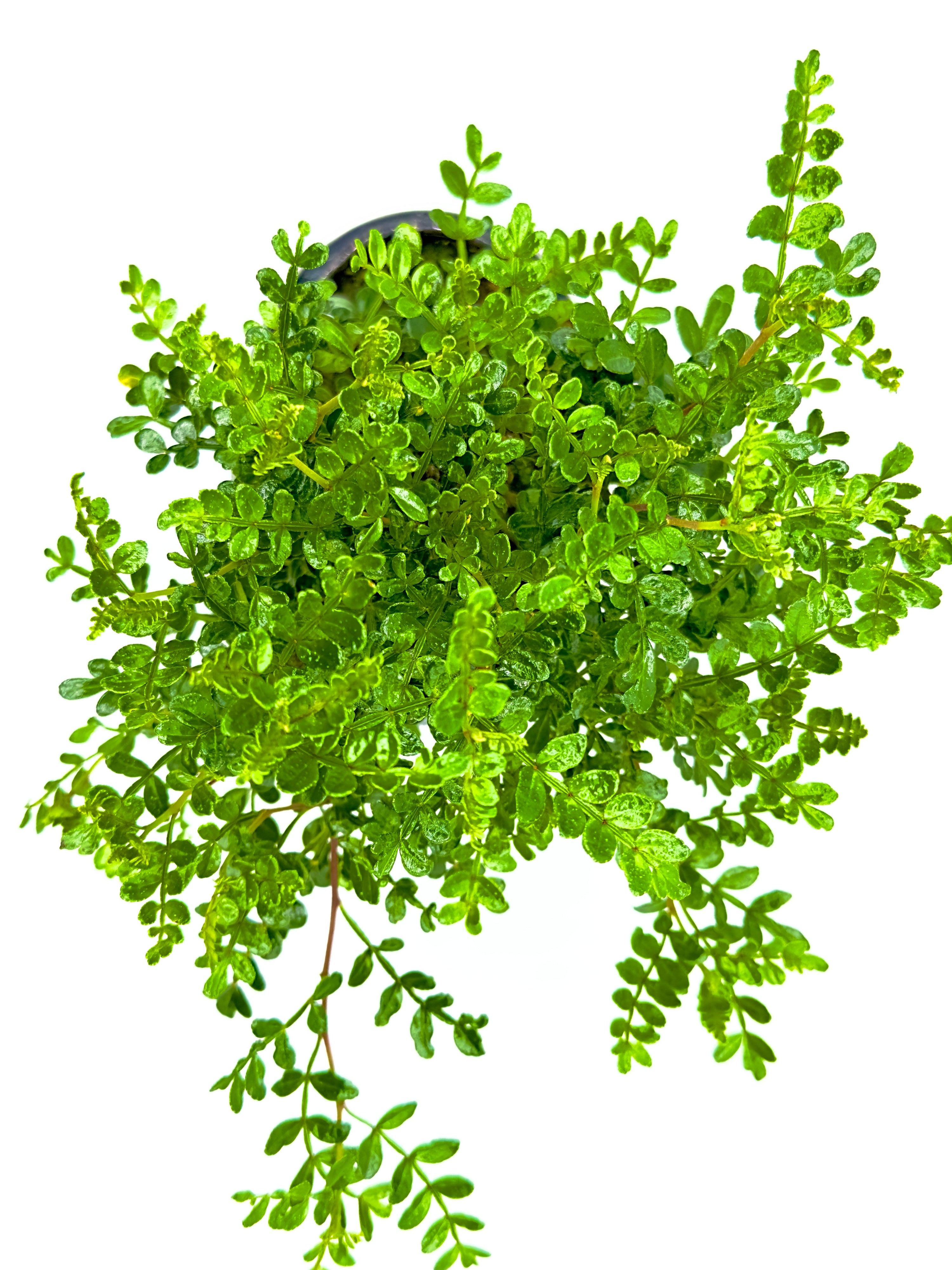 Bonsai Zanthoxylum Piperitum - Il Pepe del Giappone Zen